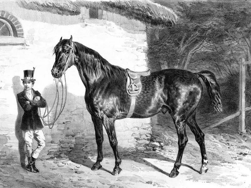 Merlerault Horse