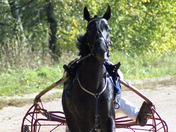 Russian Trotter