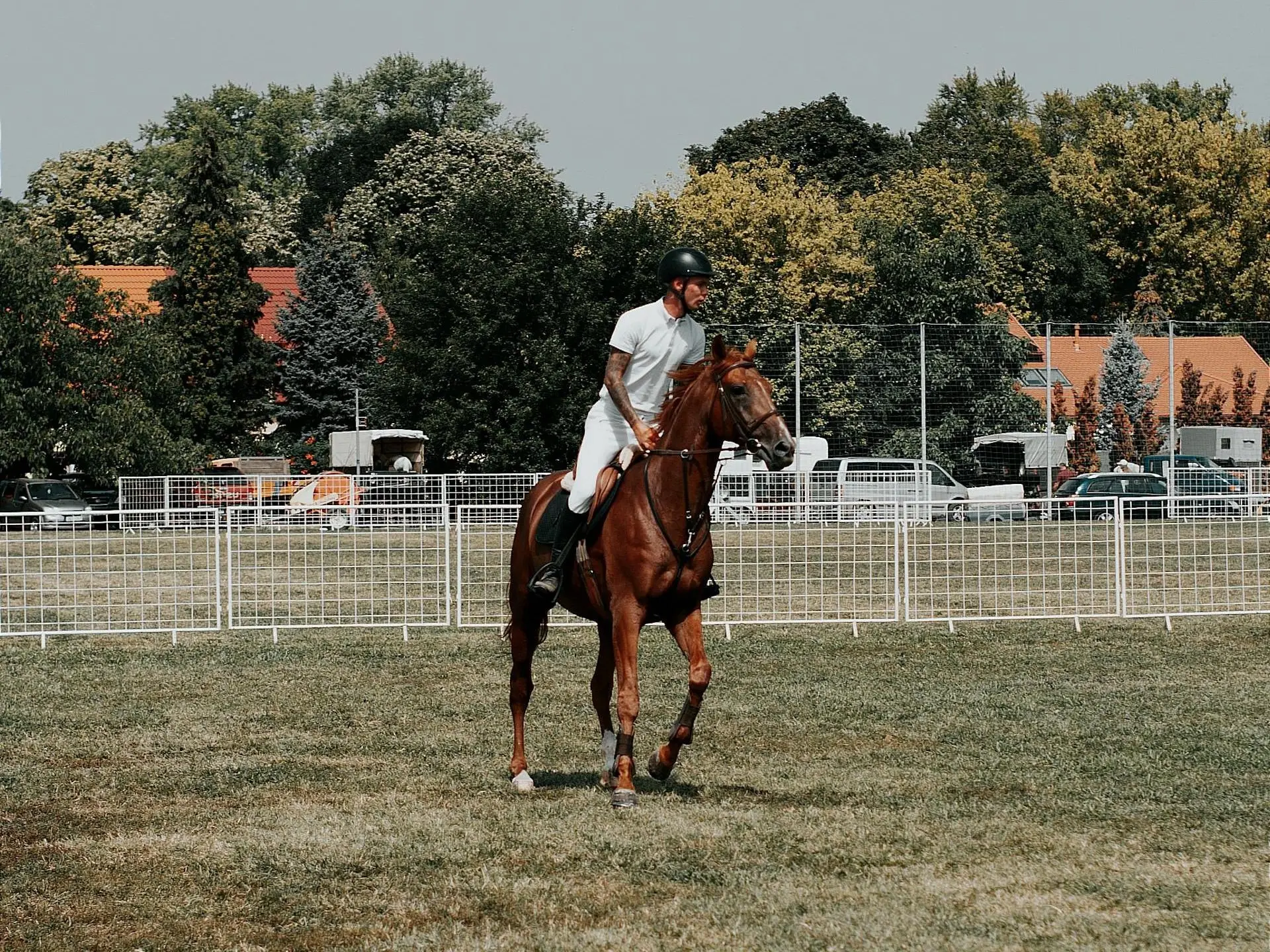 Mezohegyes Sport Horse