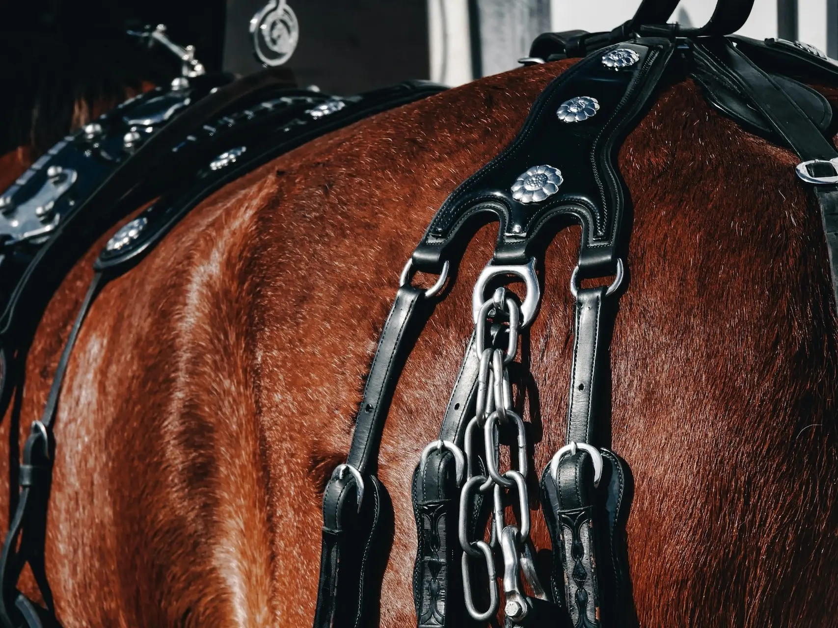 Close up of draft horse