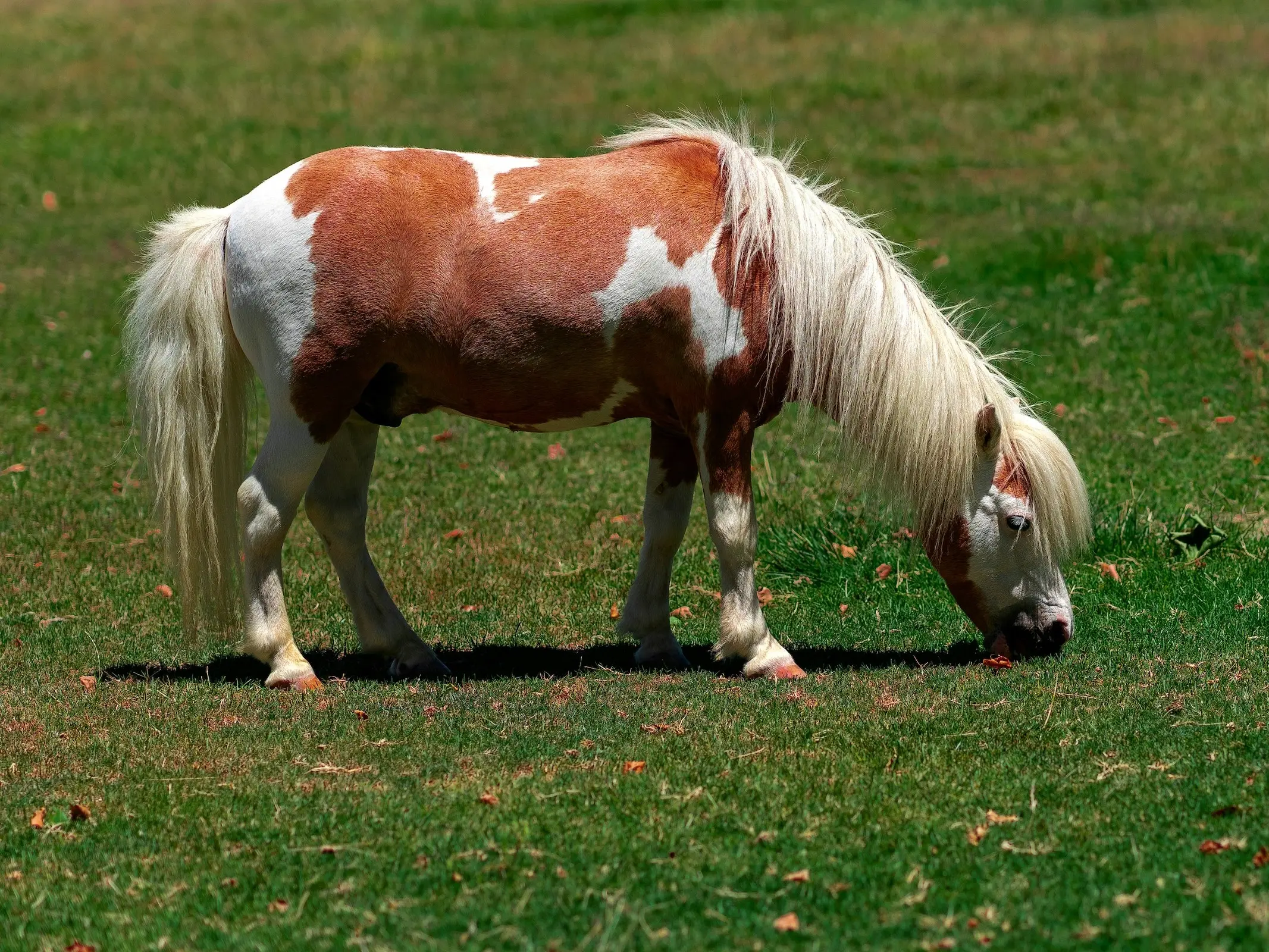 American Miniature Horse