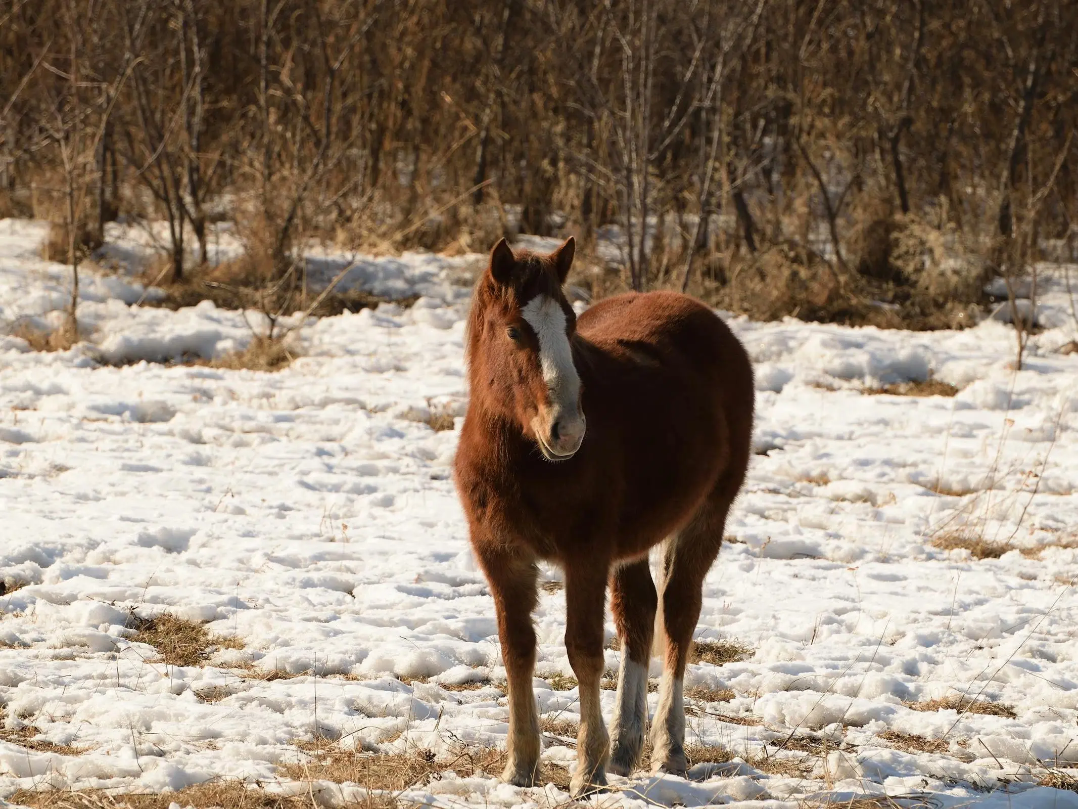 Minusin Horse