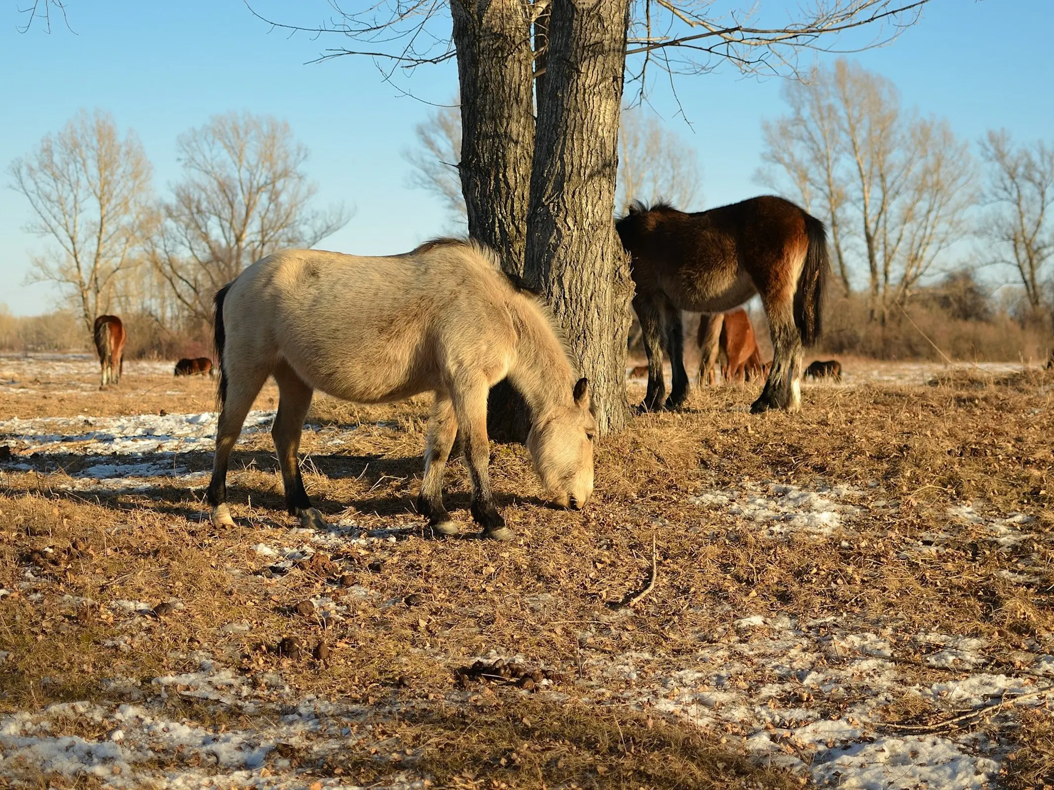 Minusin Horse