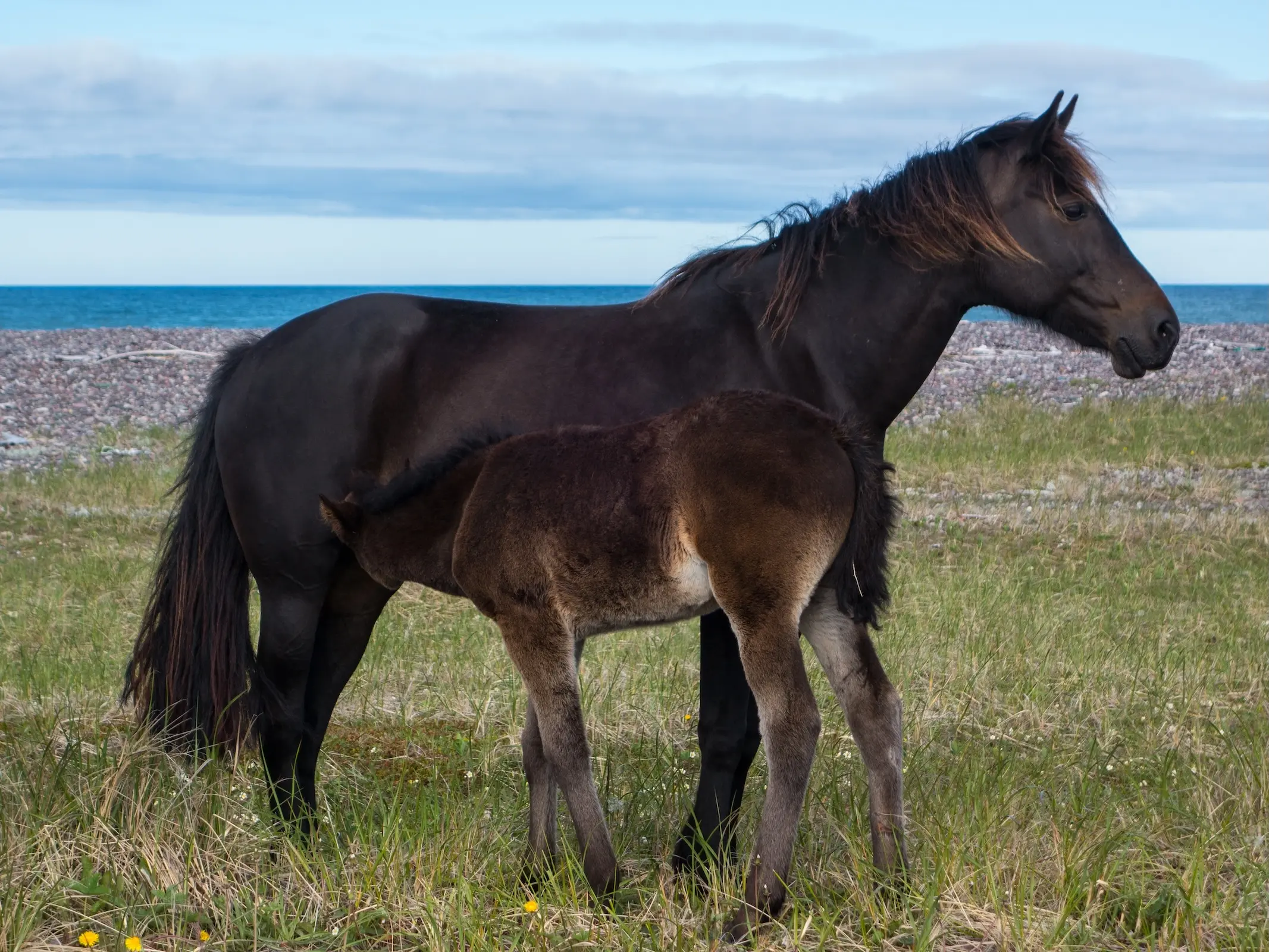 Miquelon Horse