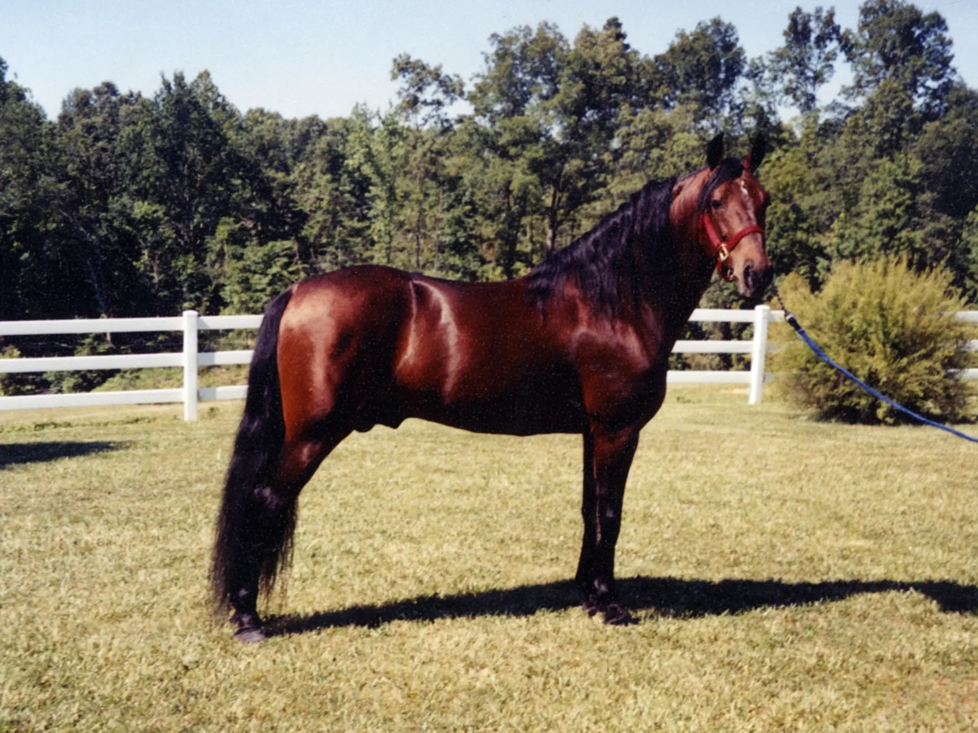 Missouri Fox Trotting Horse