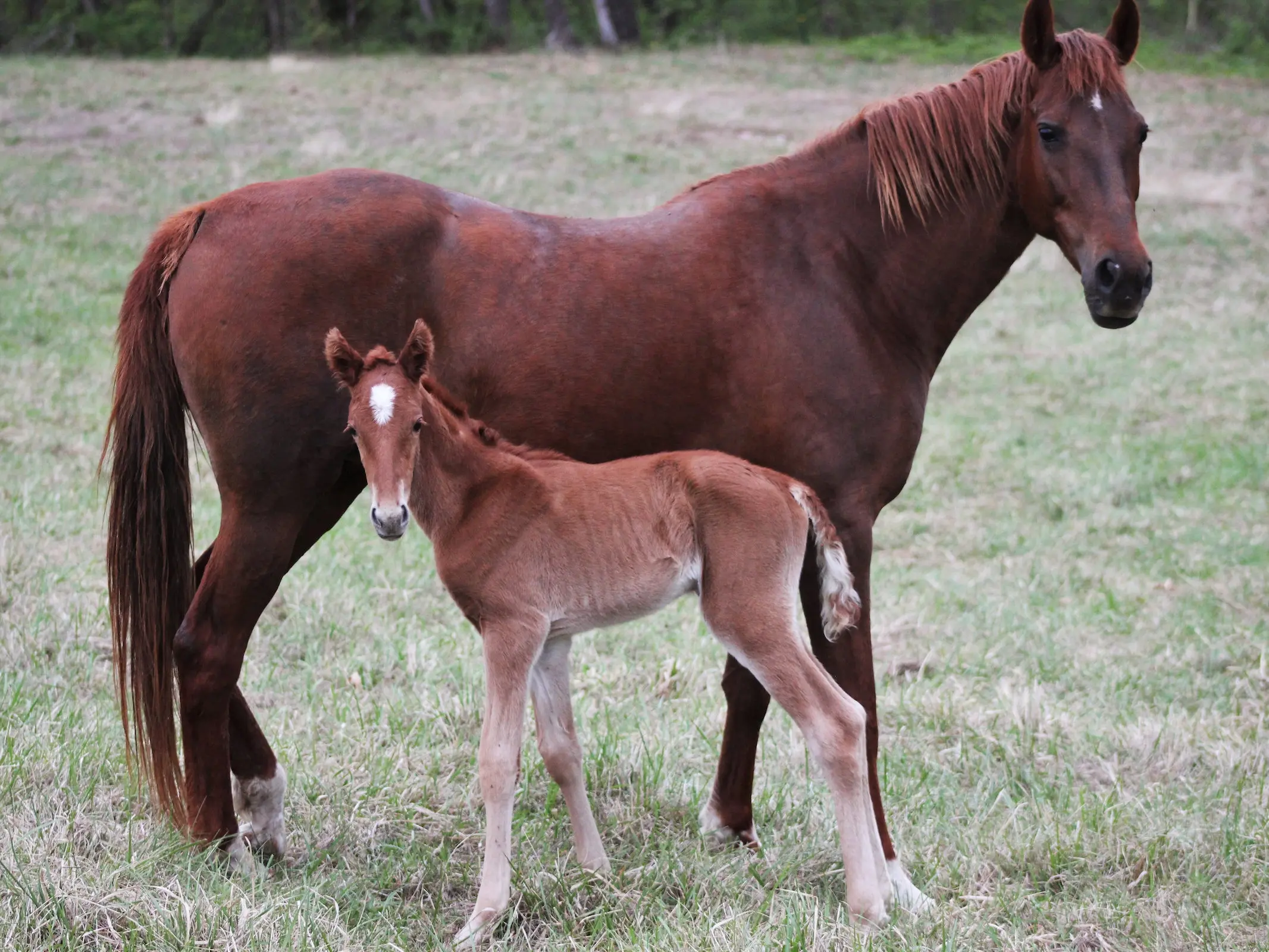 Missouri Fox Trotter