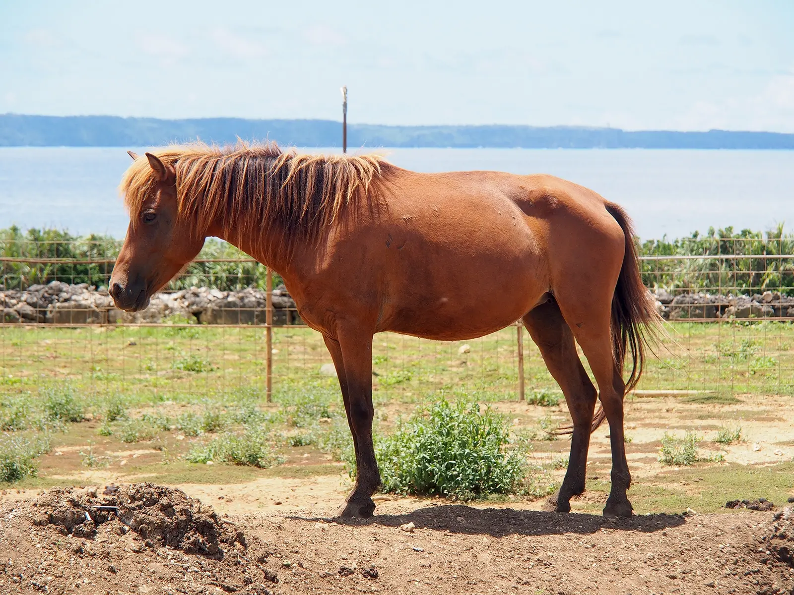 Miyako Horse