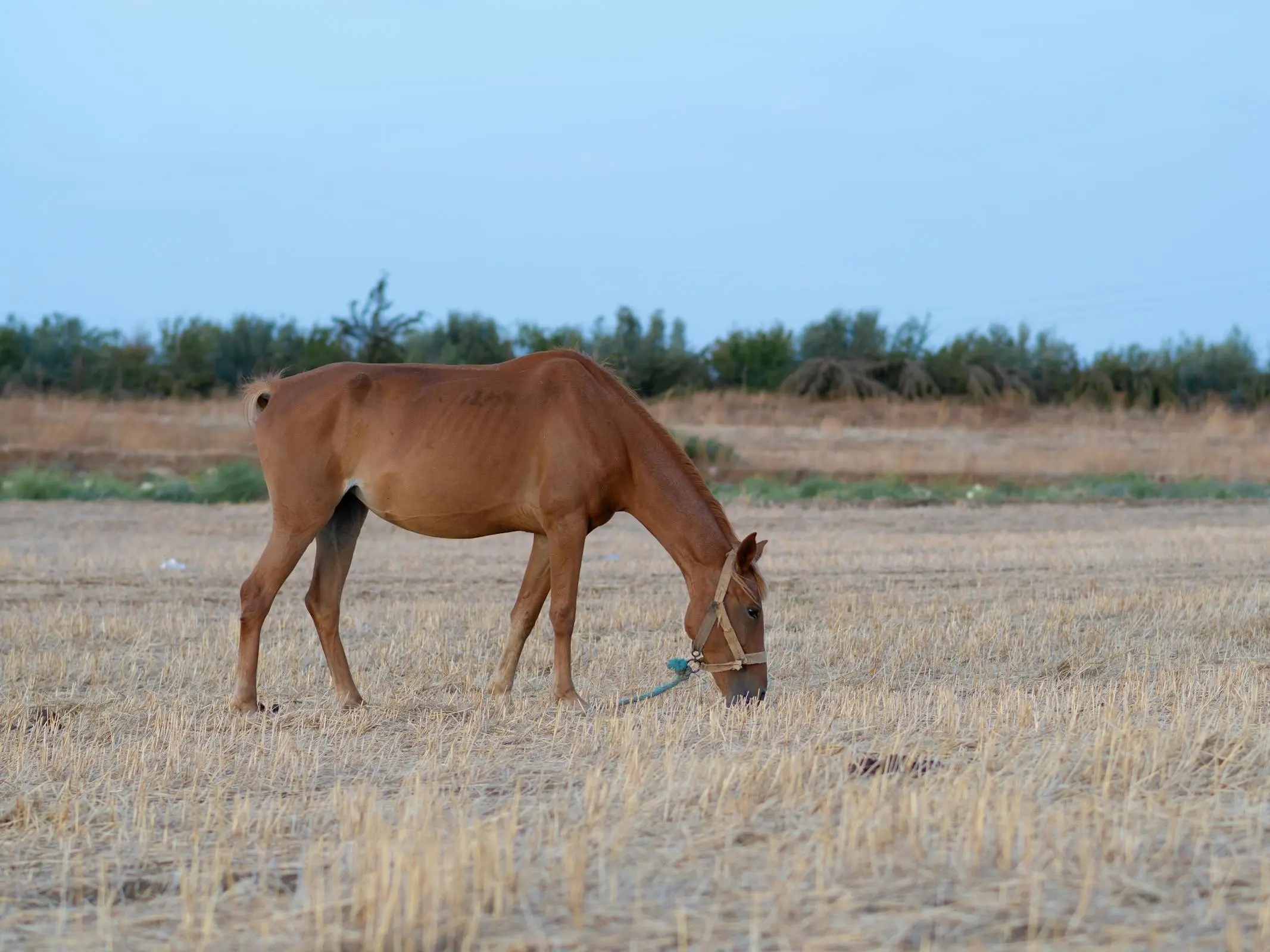 Mogod Pony