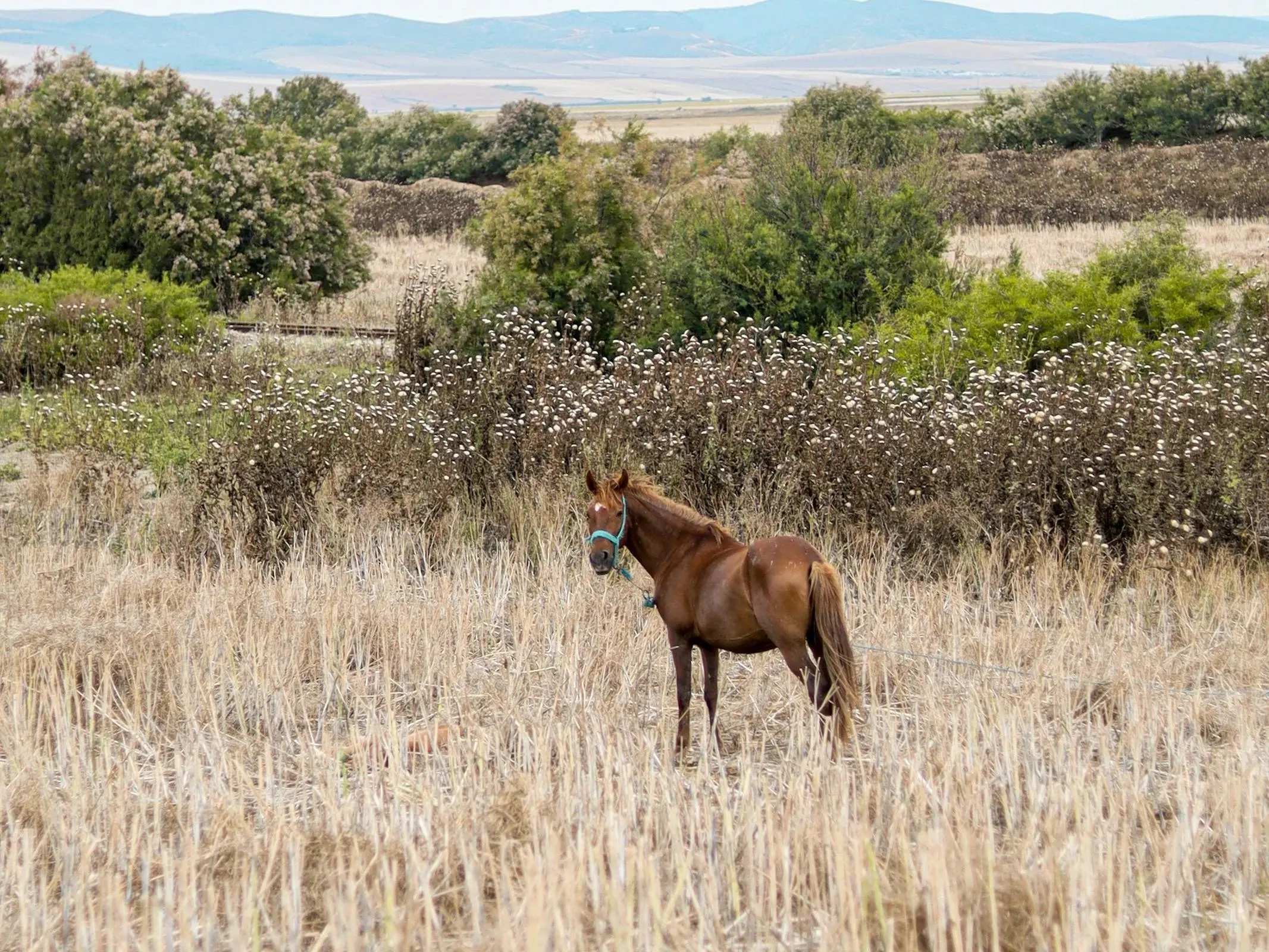 Mogod Pony