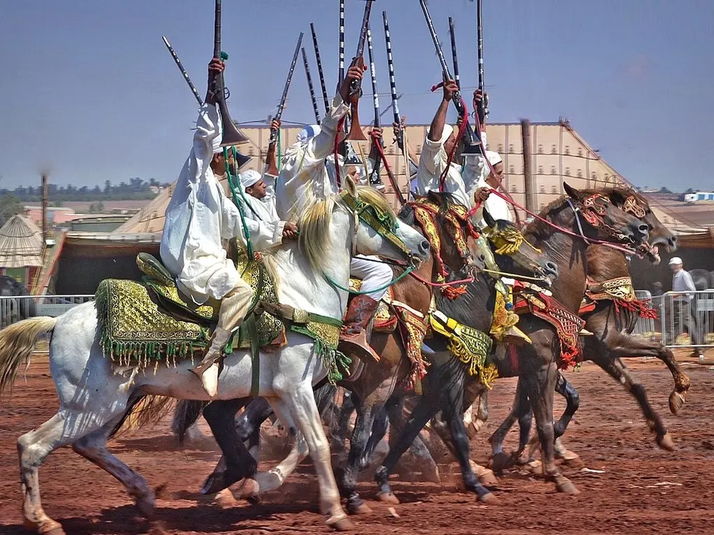 Tunisian Pony