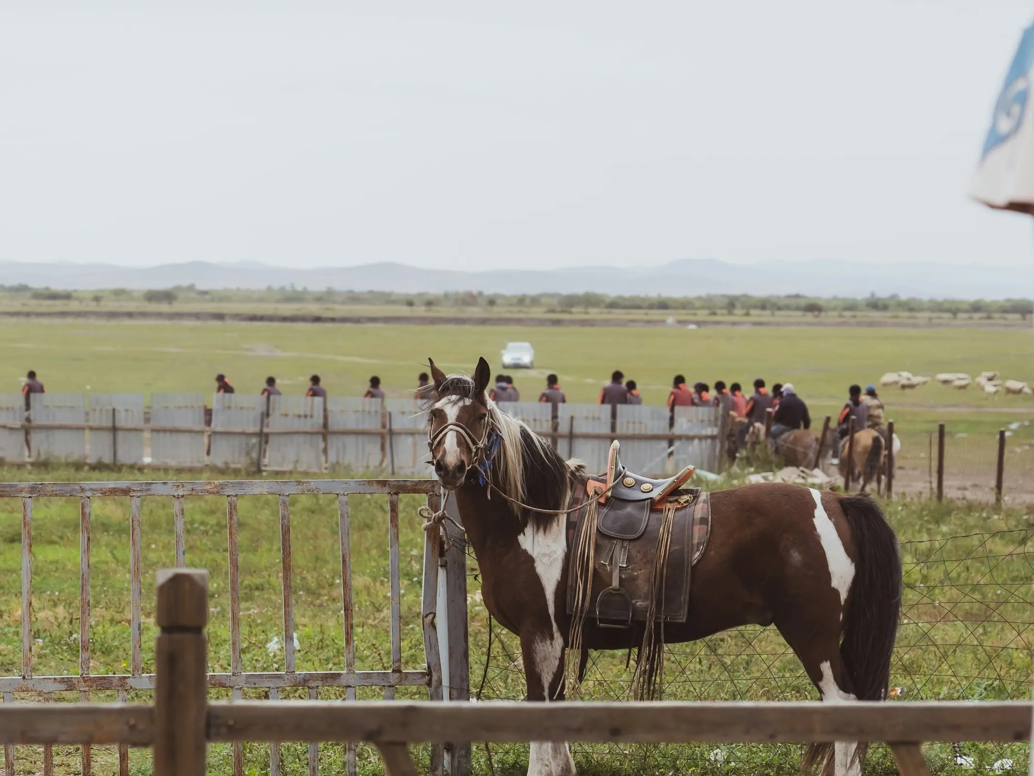 Mongolian Horse