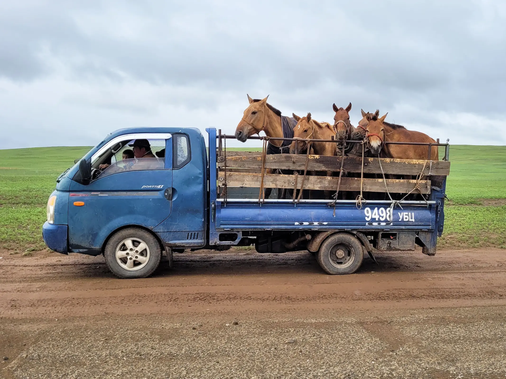 Mongolian Horse