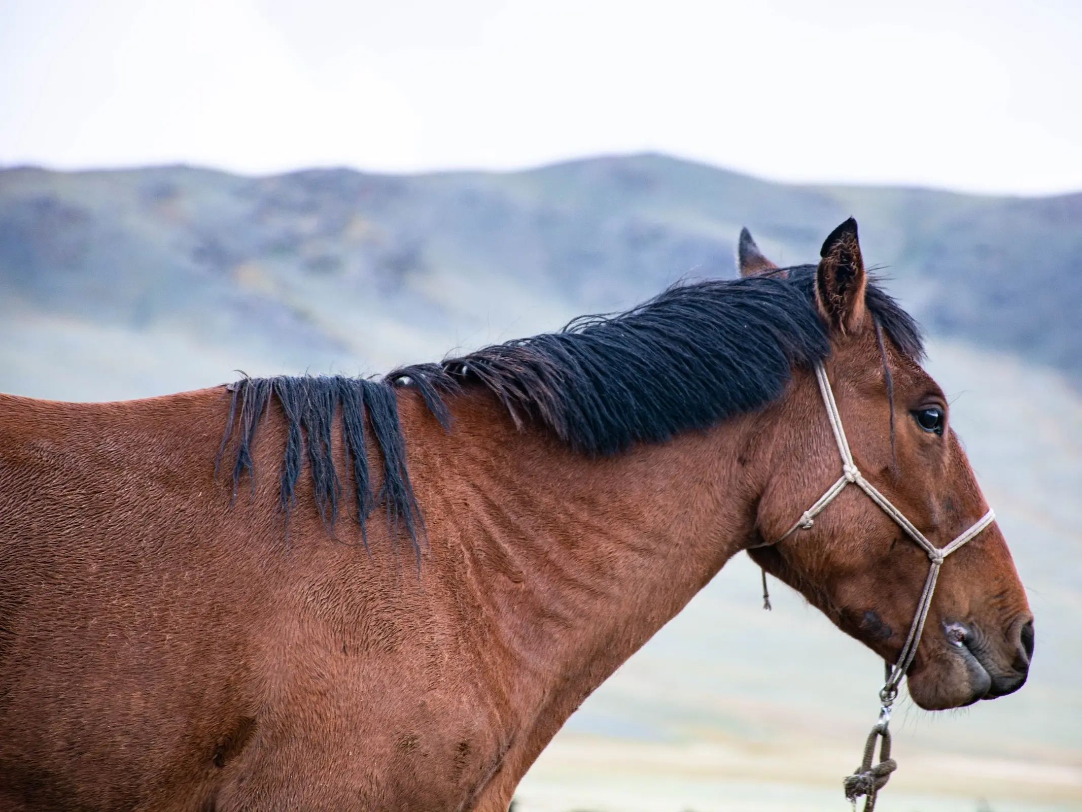 Mongolian Horse