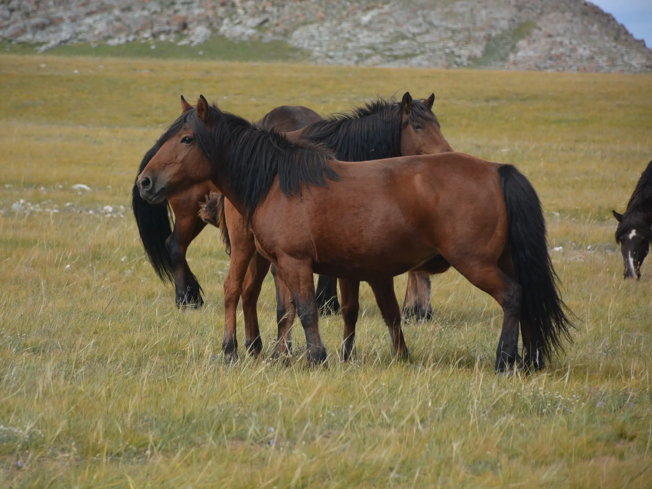 Mongolian Horse