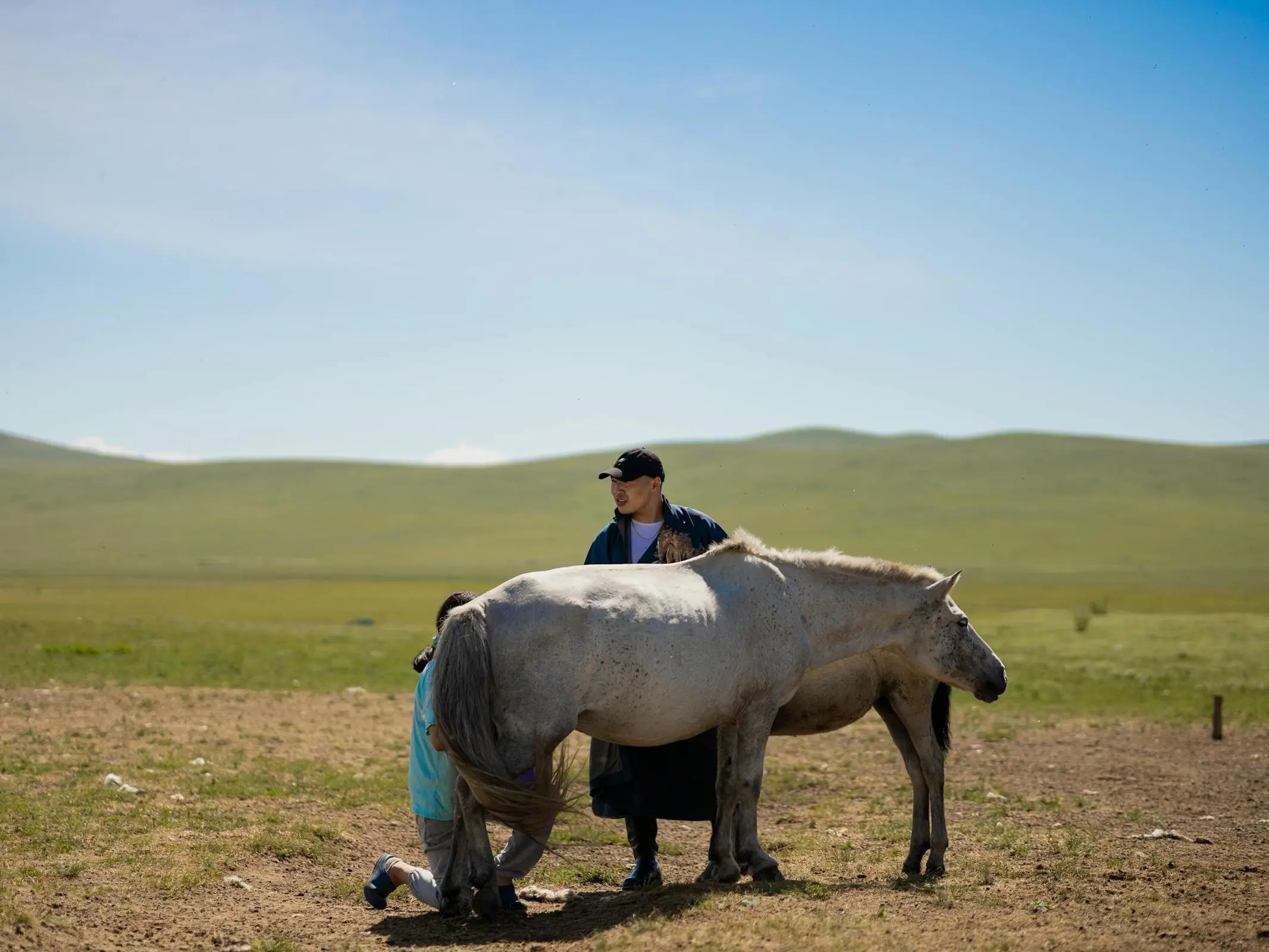 Mongolian Horse