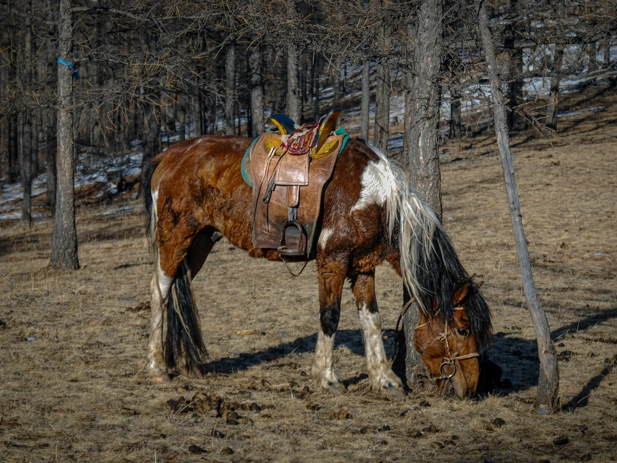 Mongolian Horse