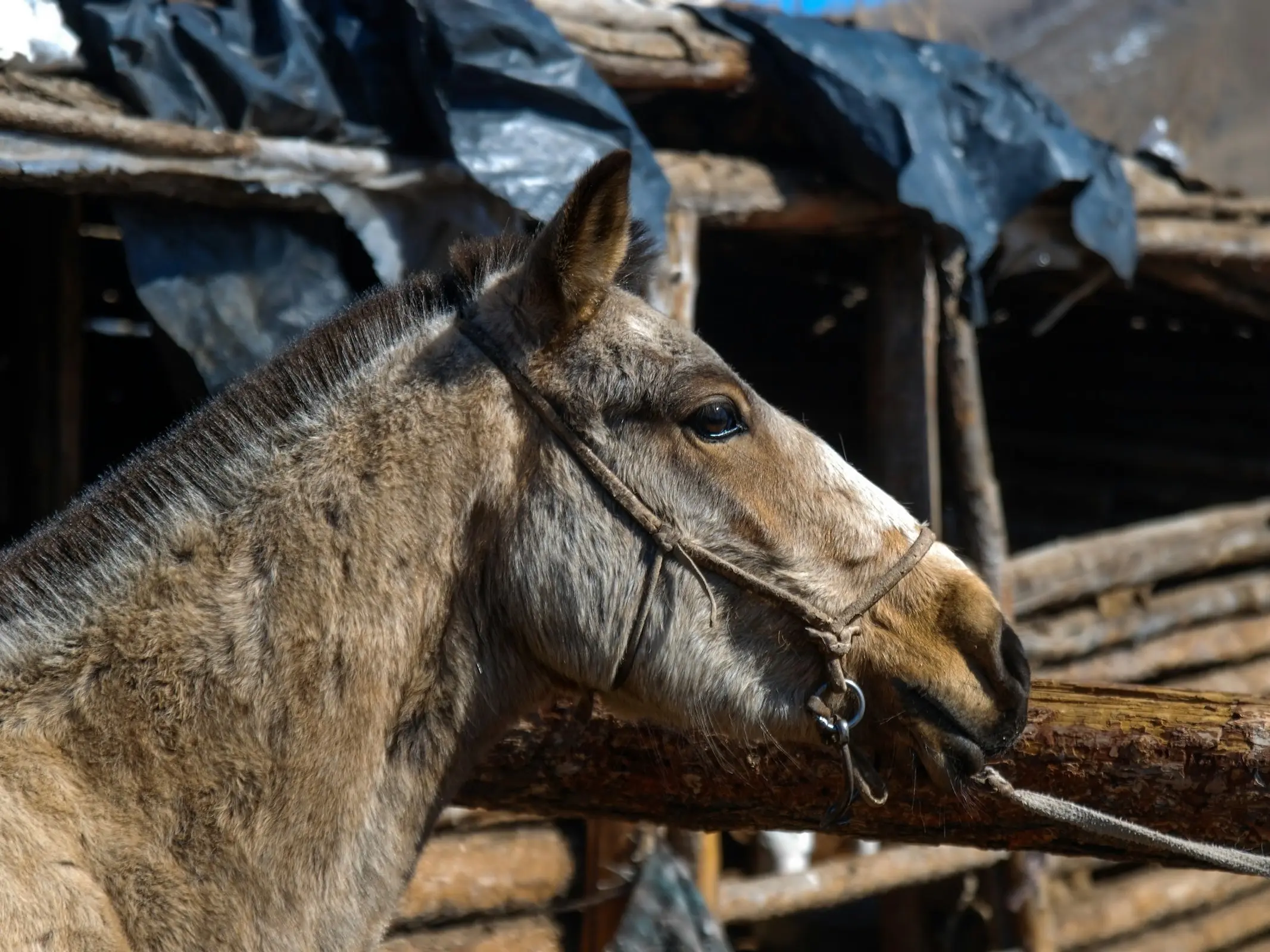 Mongolian Horse