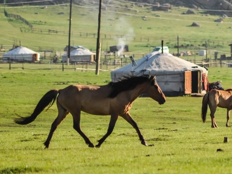 Mongolian horse