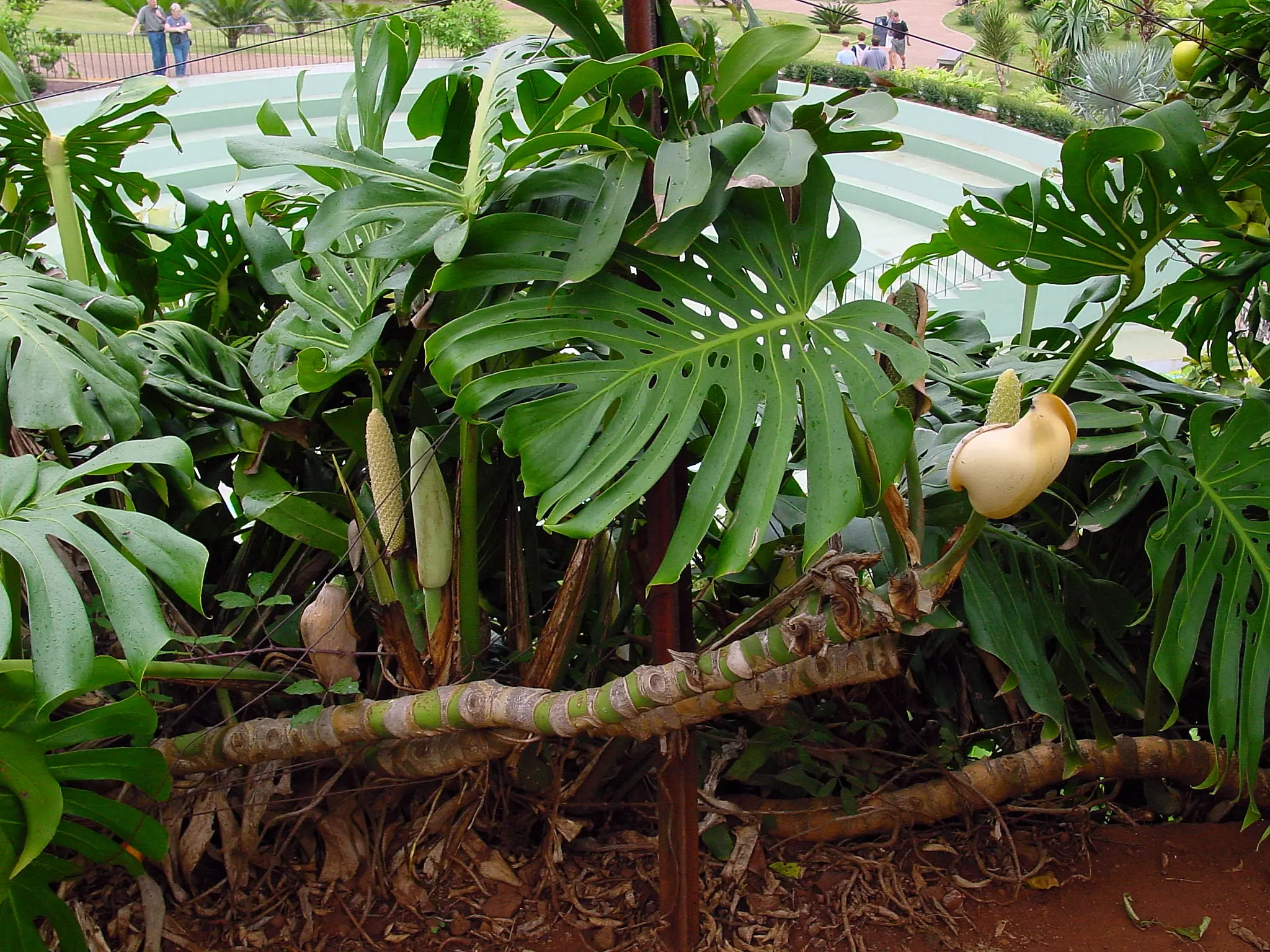 Fruit Salad Plant