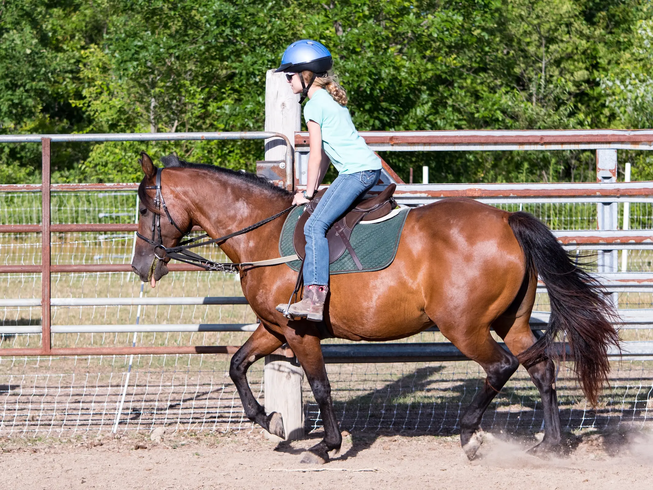 Morgan Horse