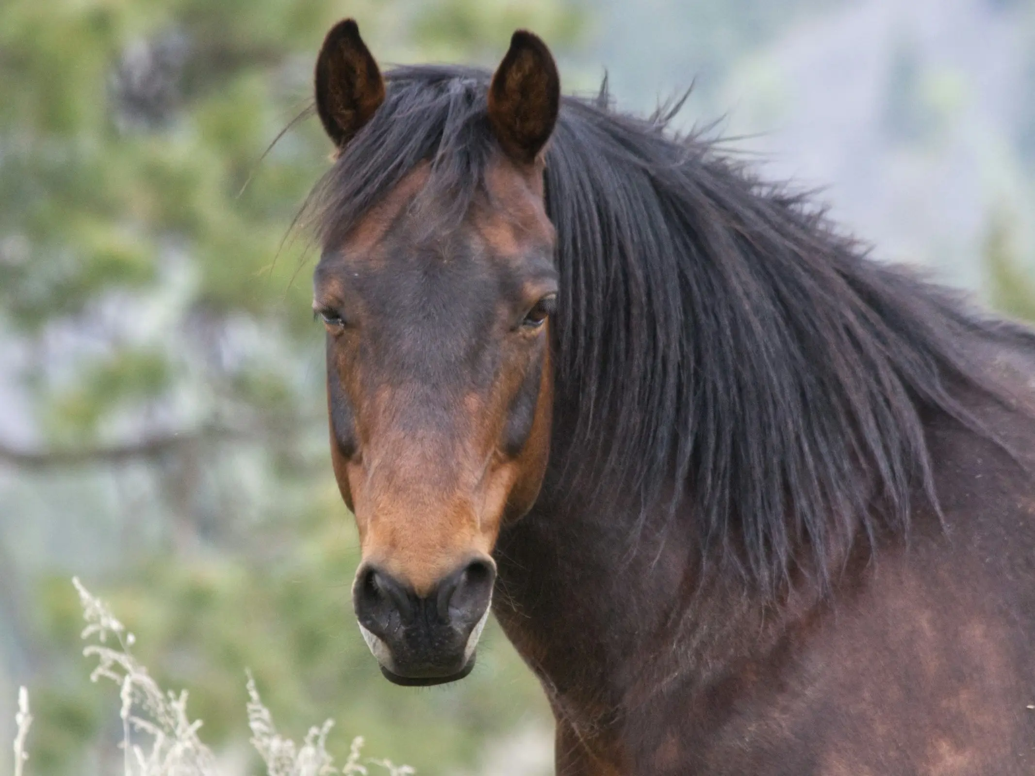 Morgan Horse