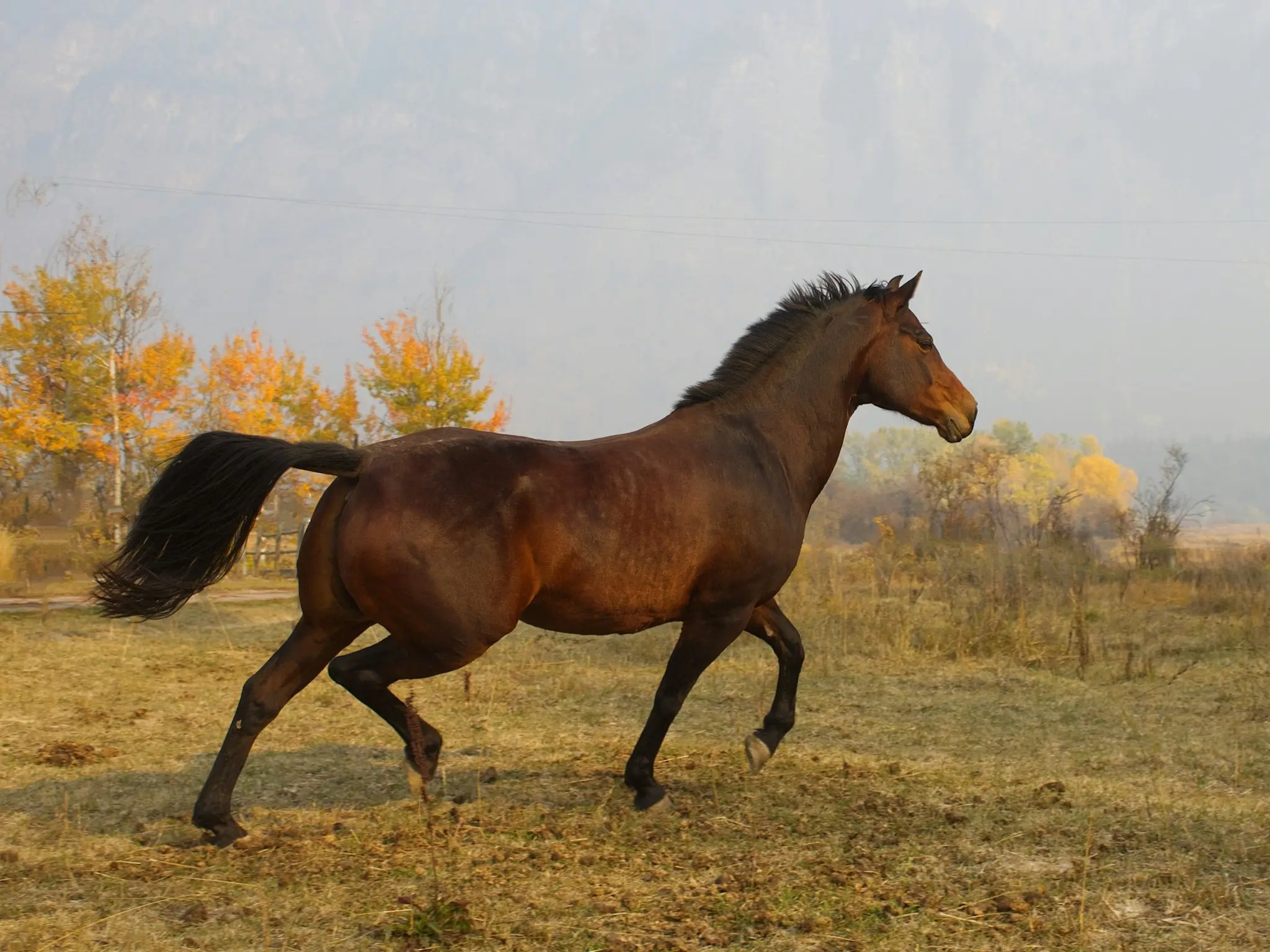 Morgan Horse