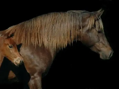 Morgan Horse