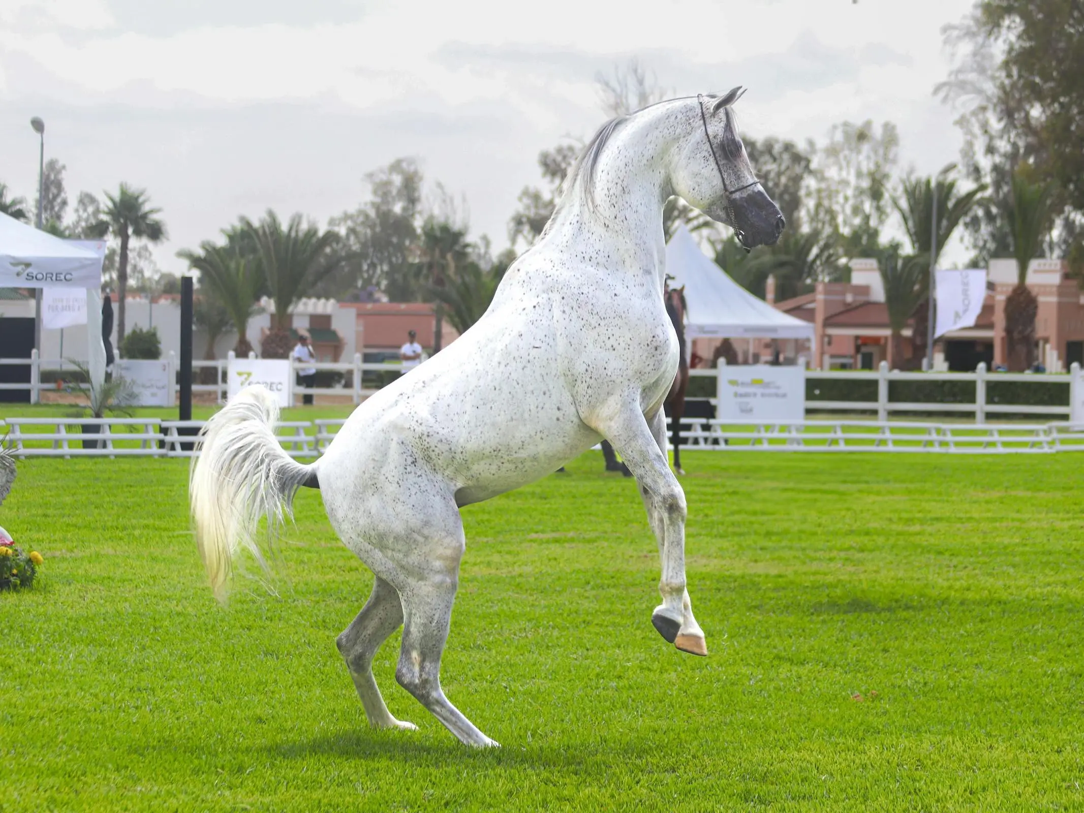 Moroccan Arabian Horse