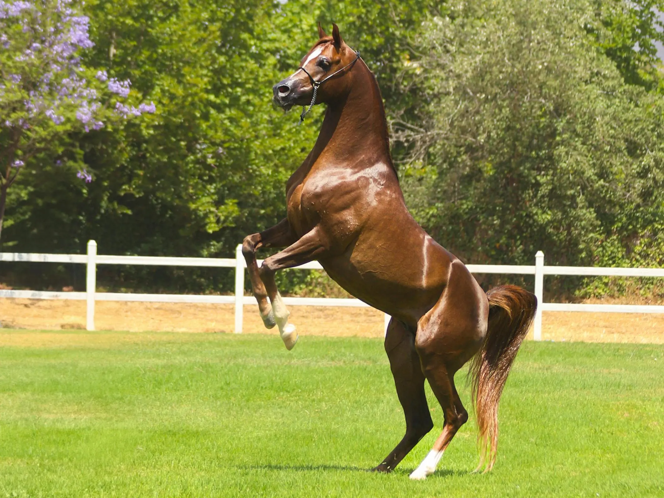 Moroccan Arabian Horse