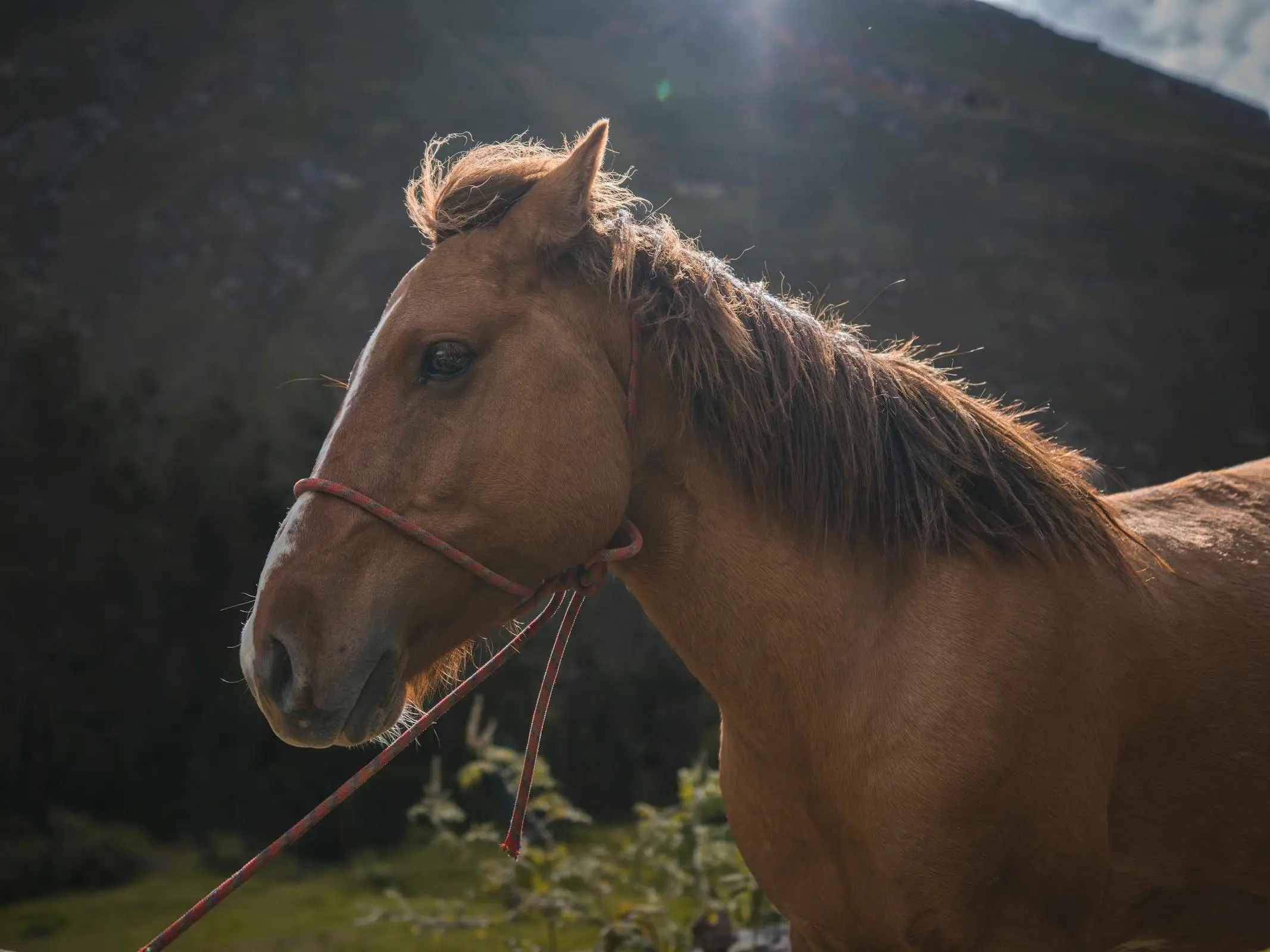 Morochuco Horse