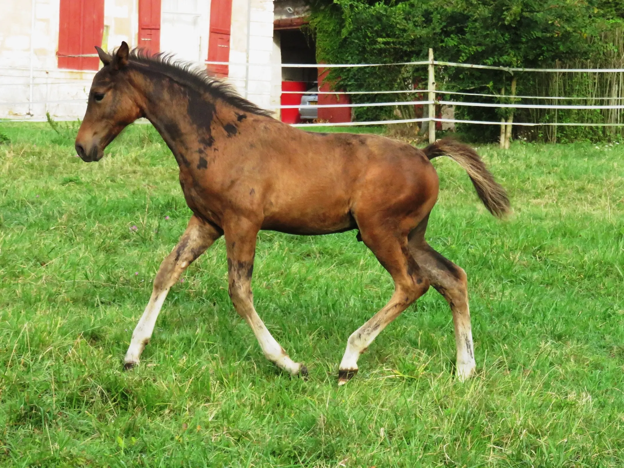 Mosaic horse