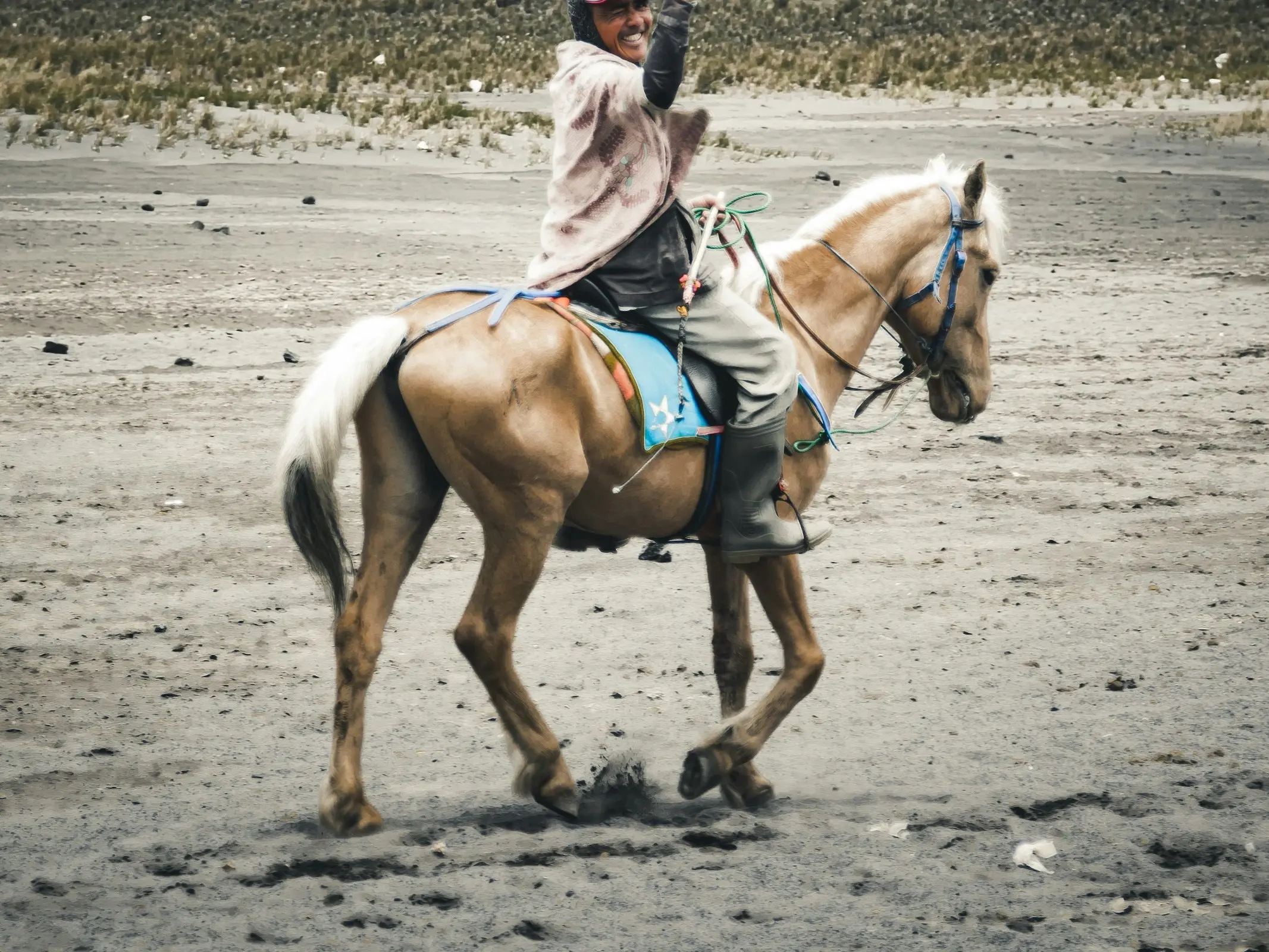 Mosaic horse