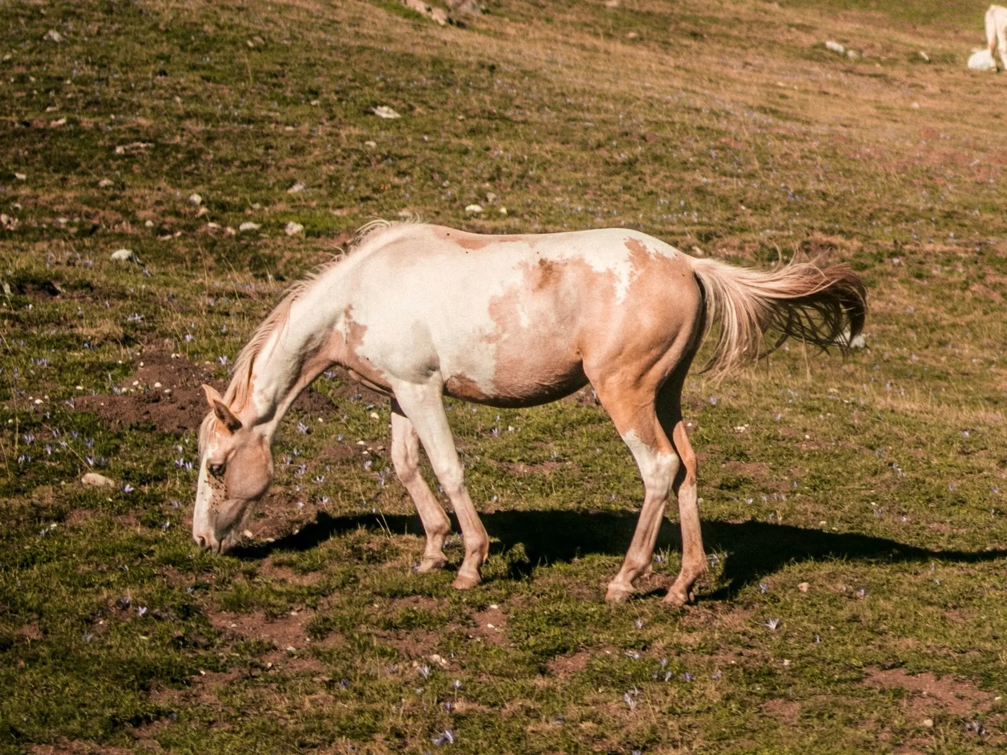 Mosaic horse