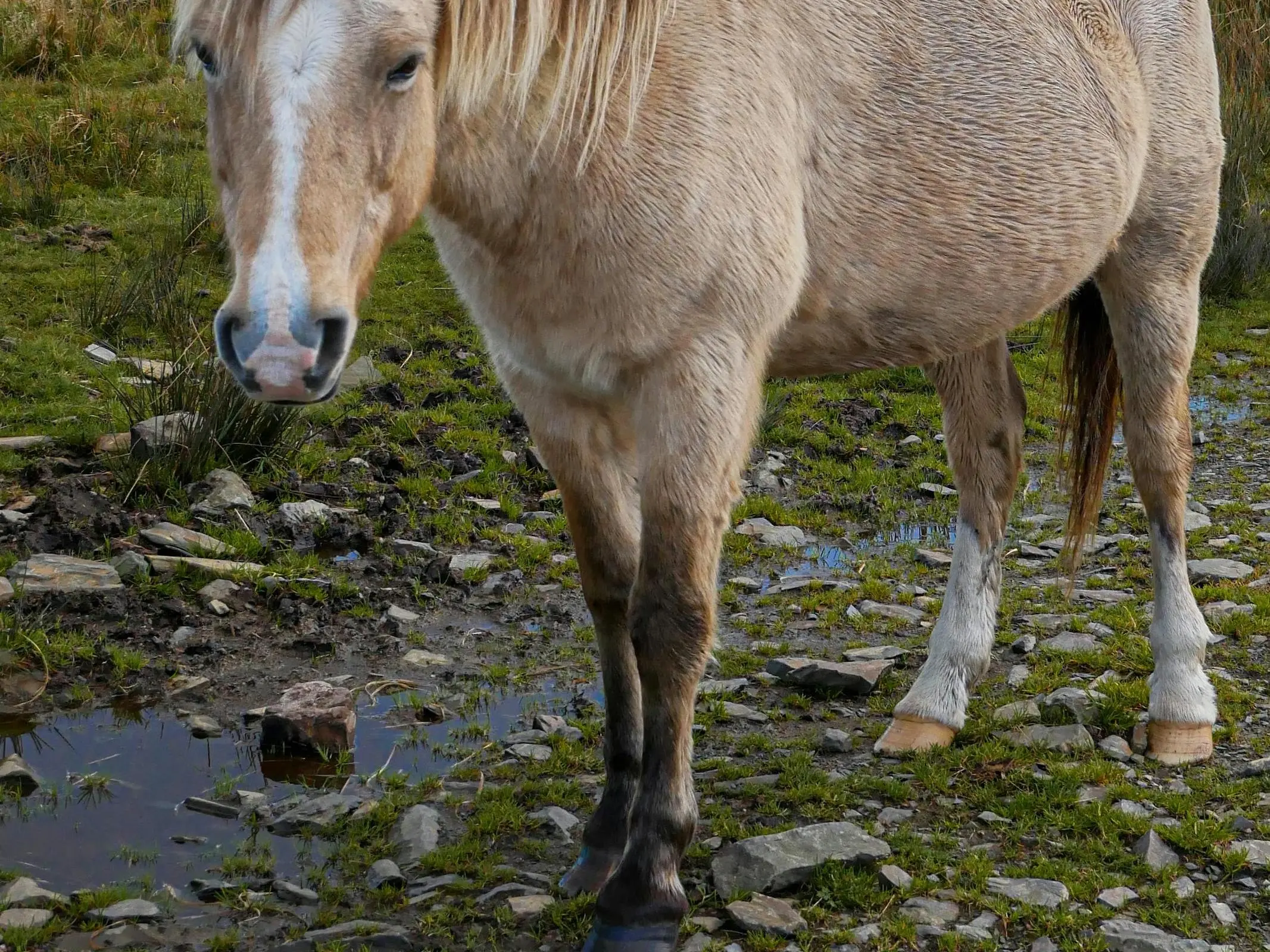 Mosaic horse