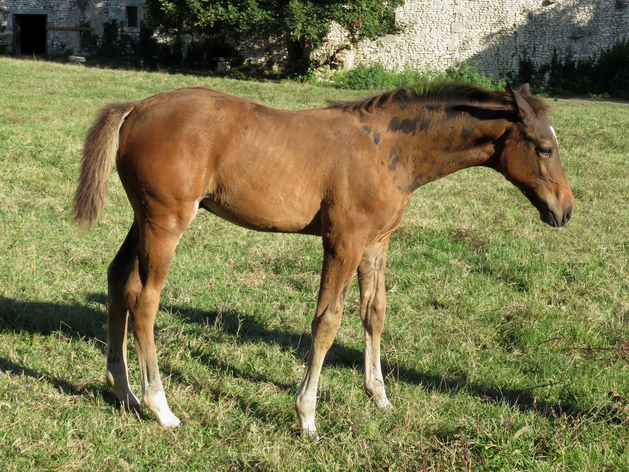 Mosaic horse