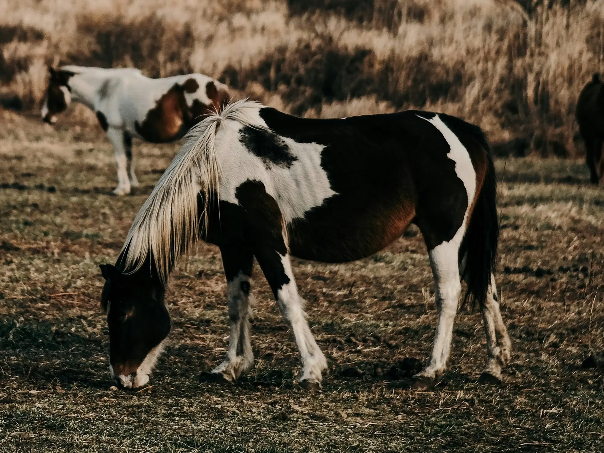 Mosaic horse