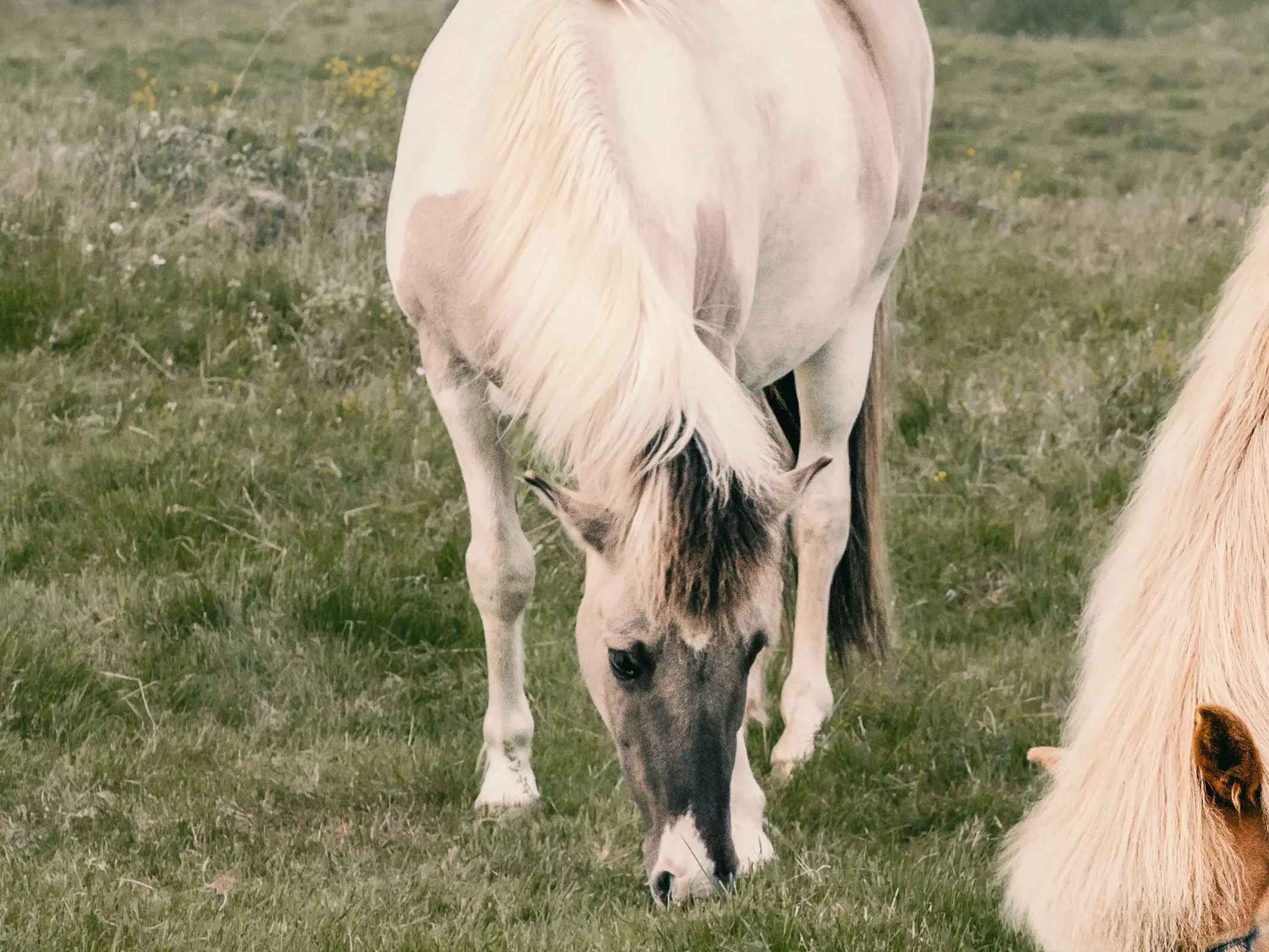 Mosaic horse