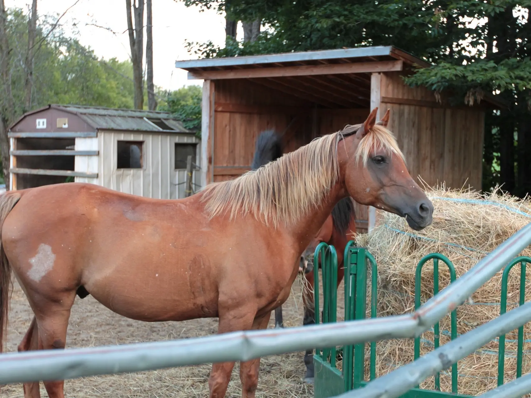 Mosaic horse