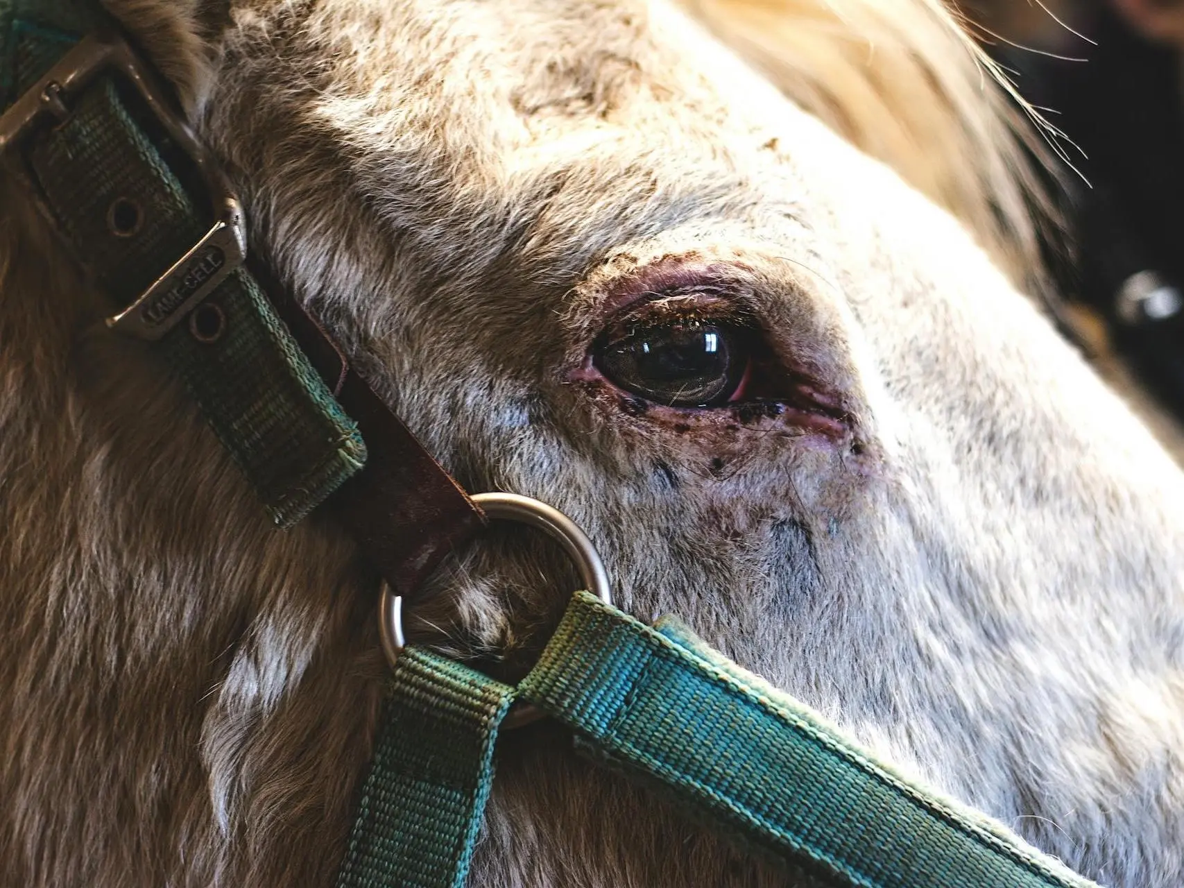 Appaloosa horse with mottled skin