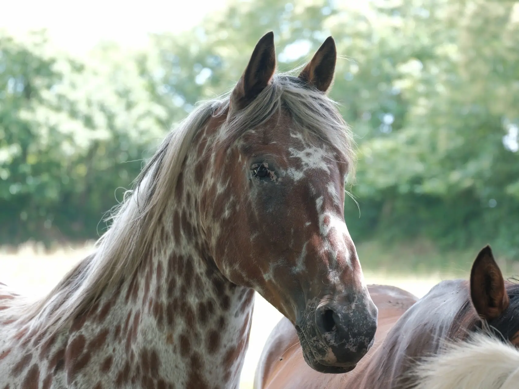 Appaloosa horse with mottled skin