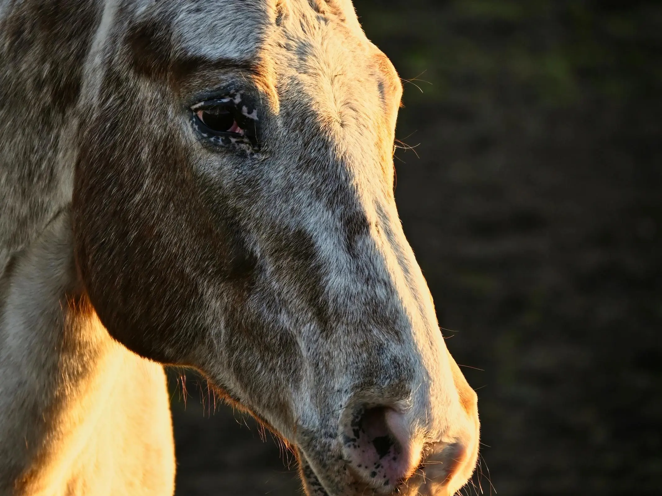 Appaloosa horse with mottled skin