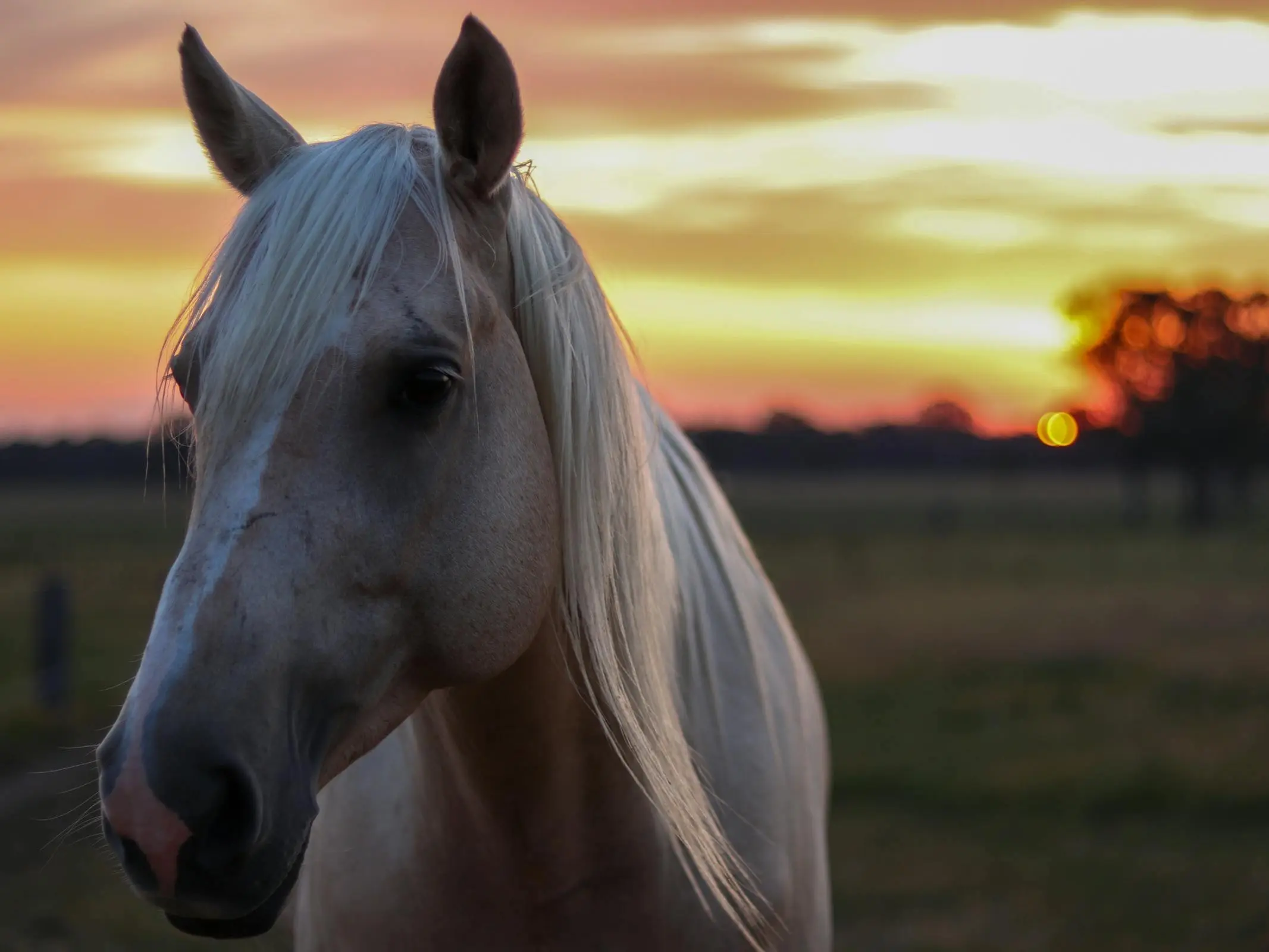 Country Saddle Horse