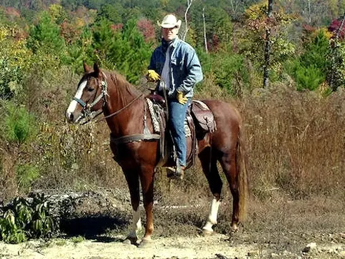 Mountain Pleasure Horse