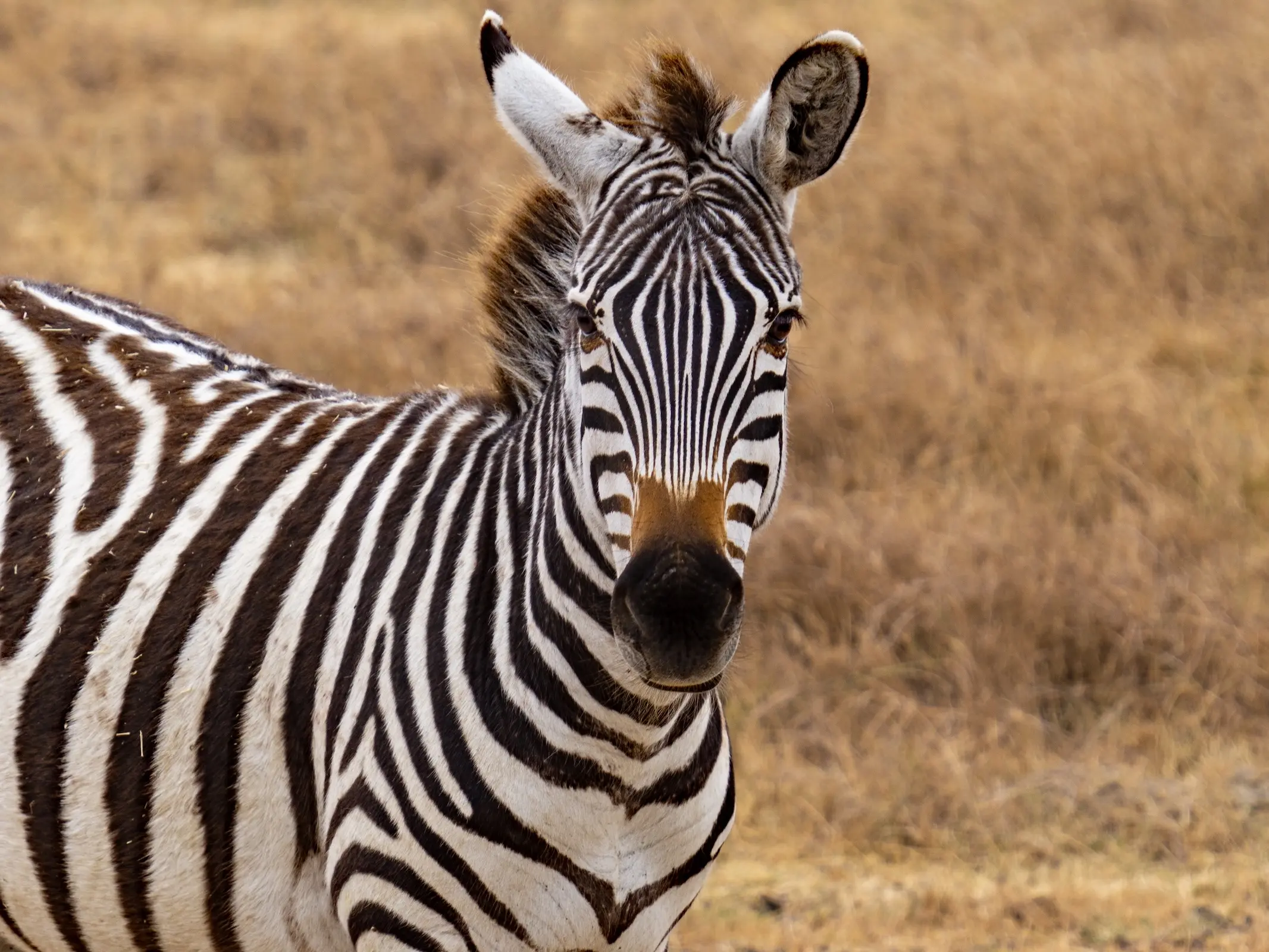 Mountain Zebra