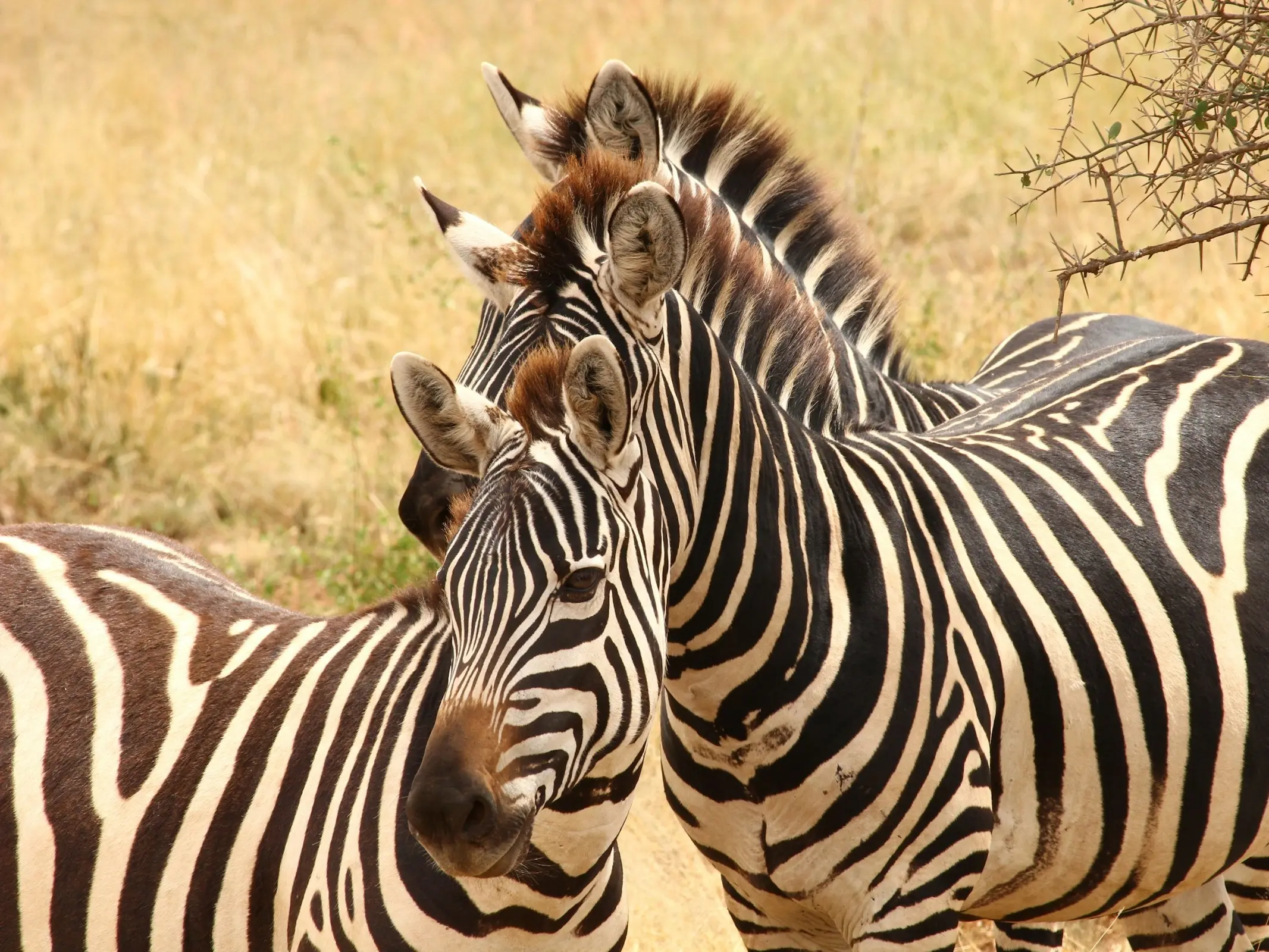 Mountain Zebra