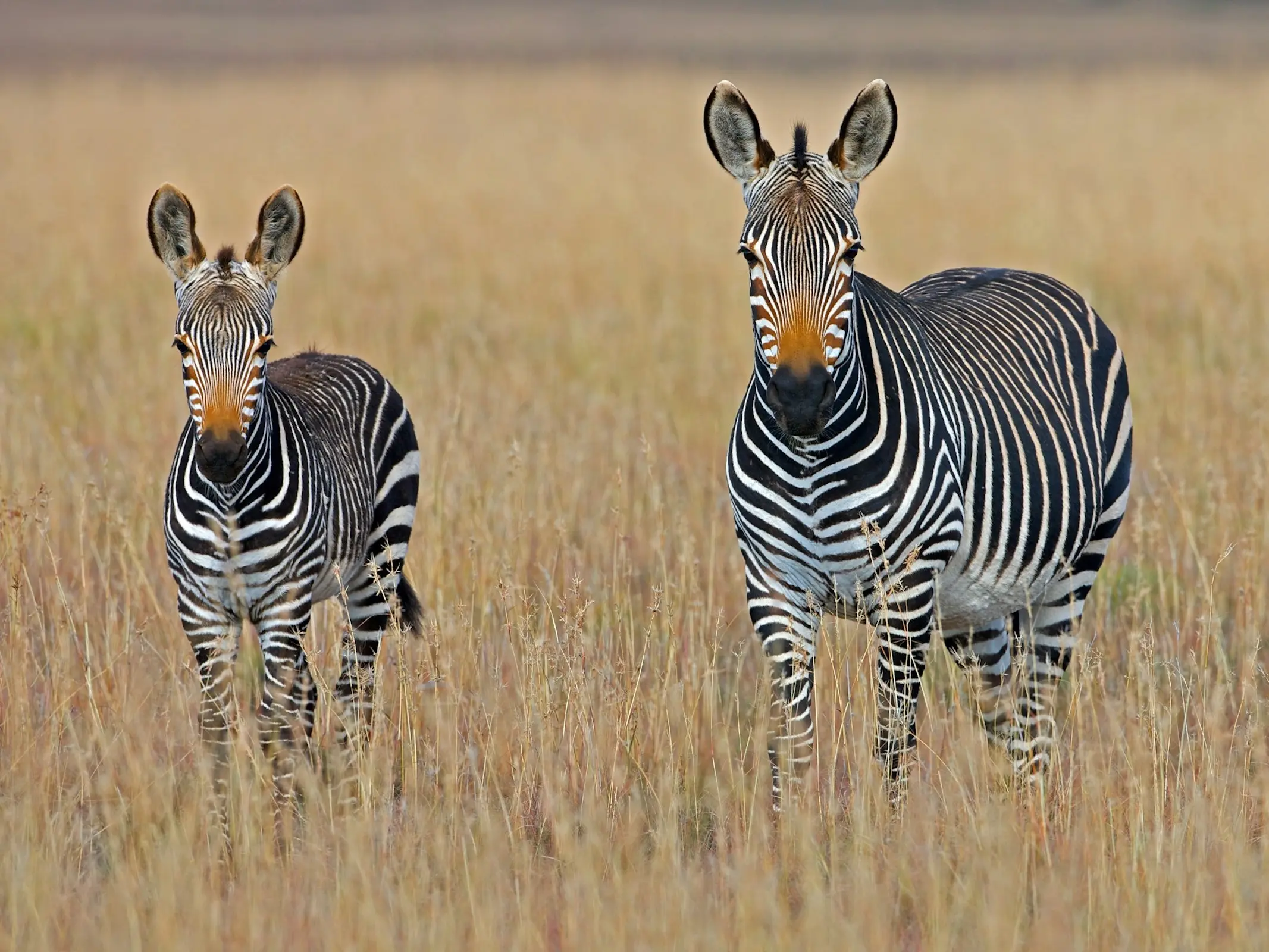 Mountain Zebra