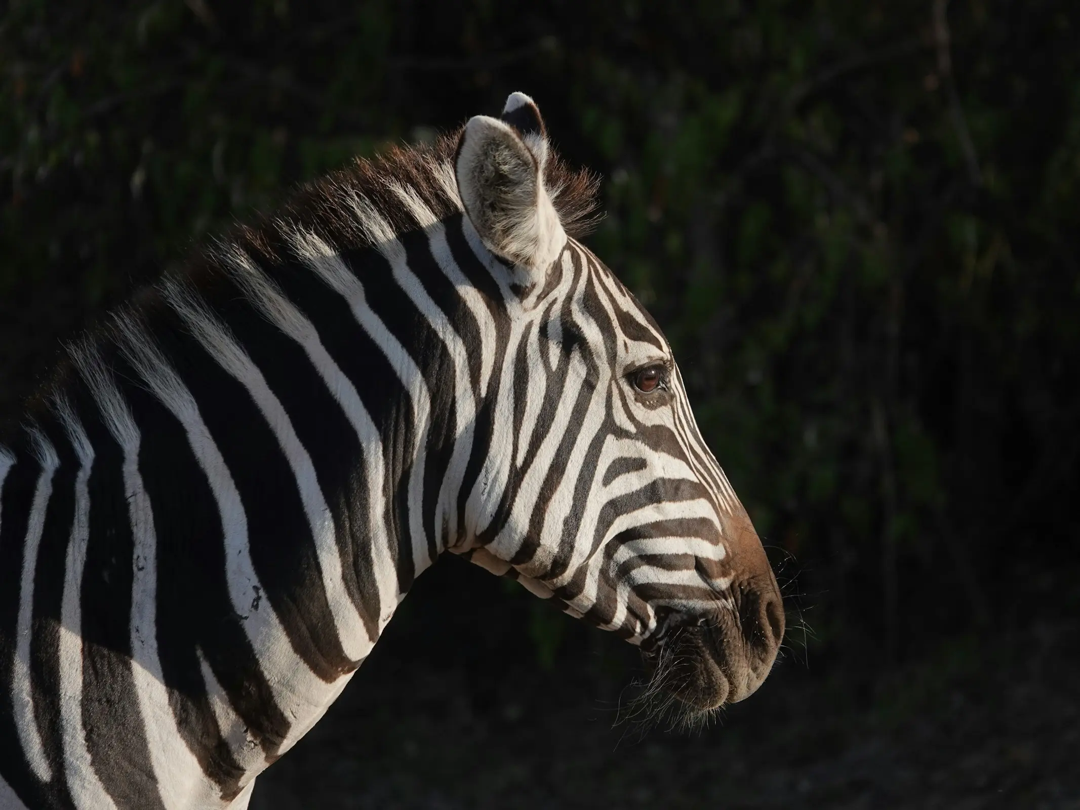 Mountain Zebra