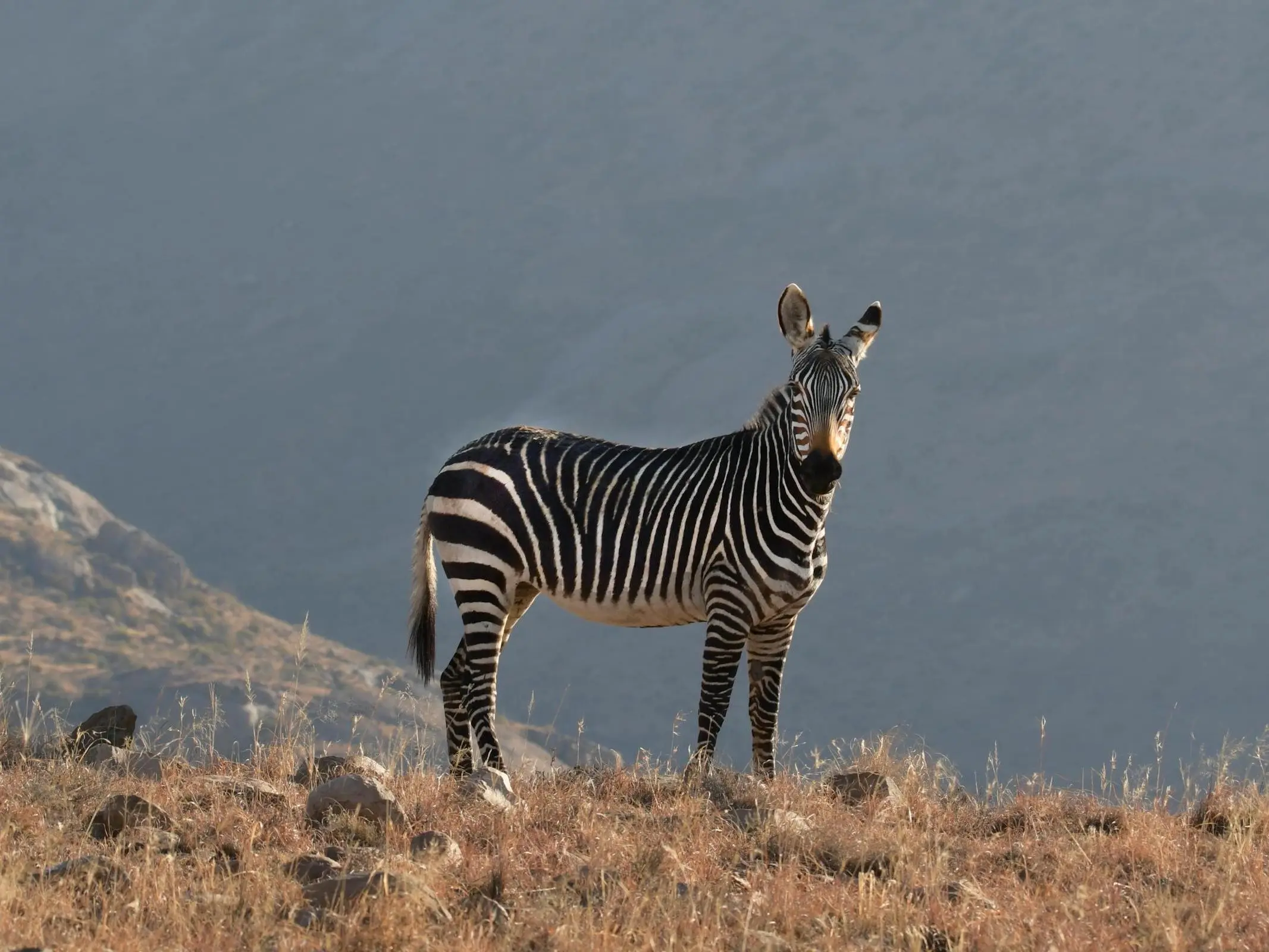 Mountain Zebra