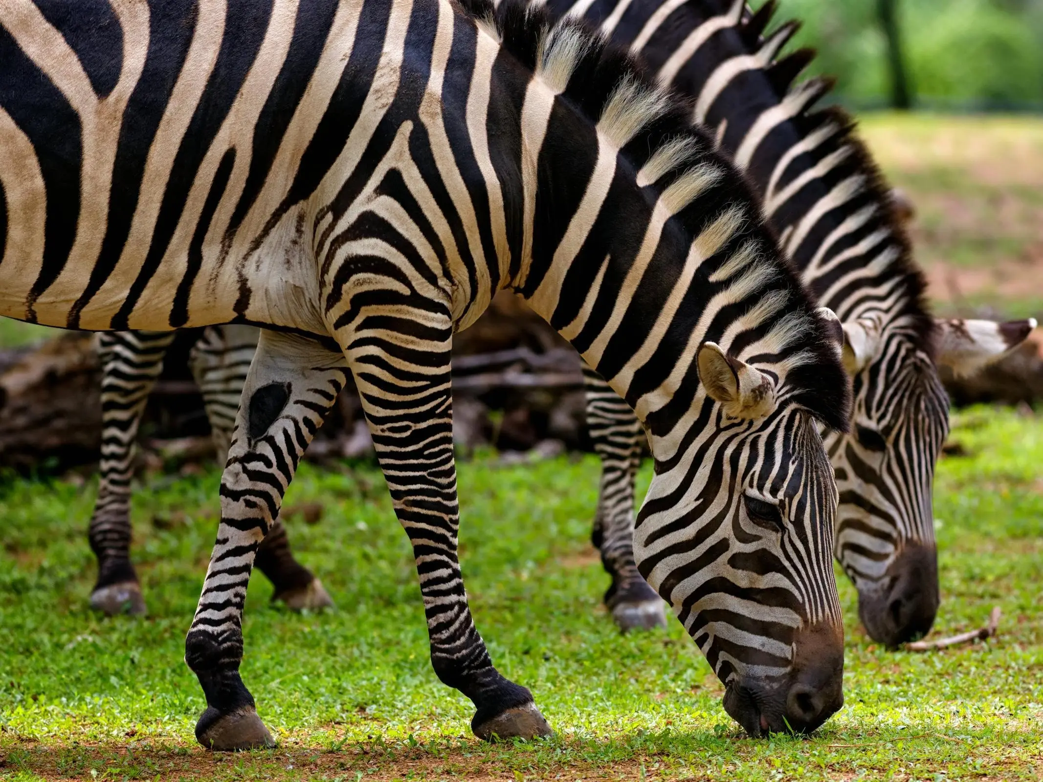 Mountain Zebra