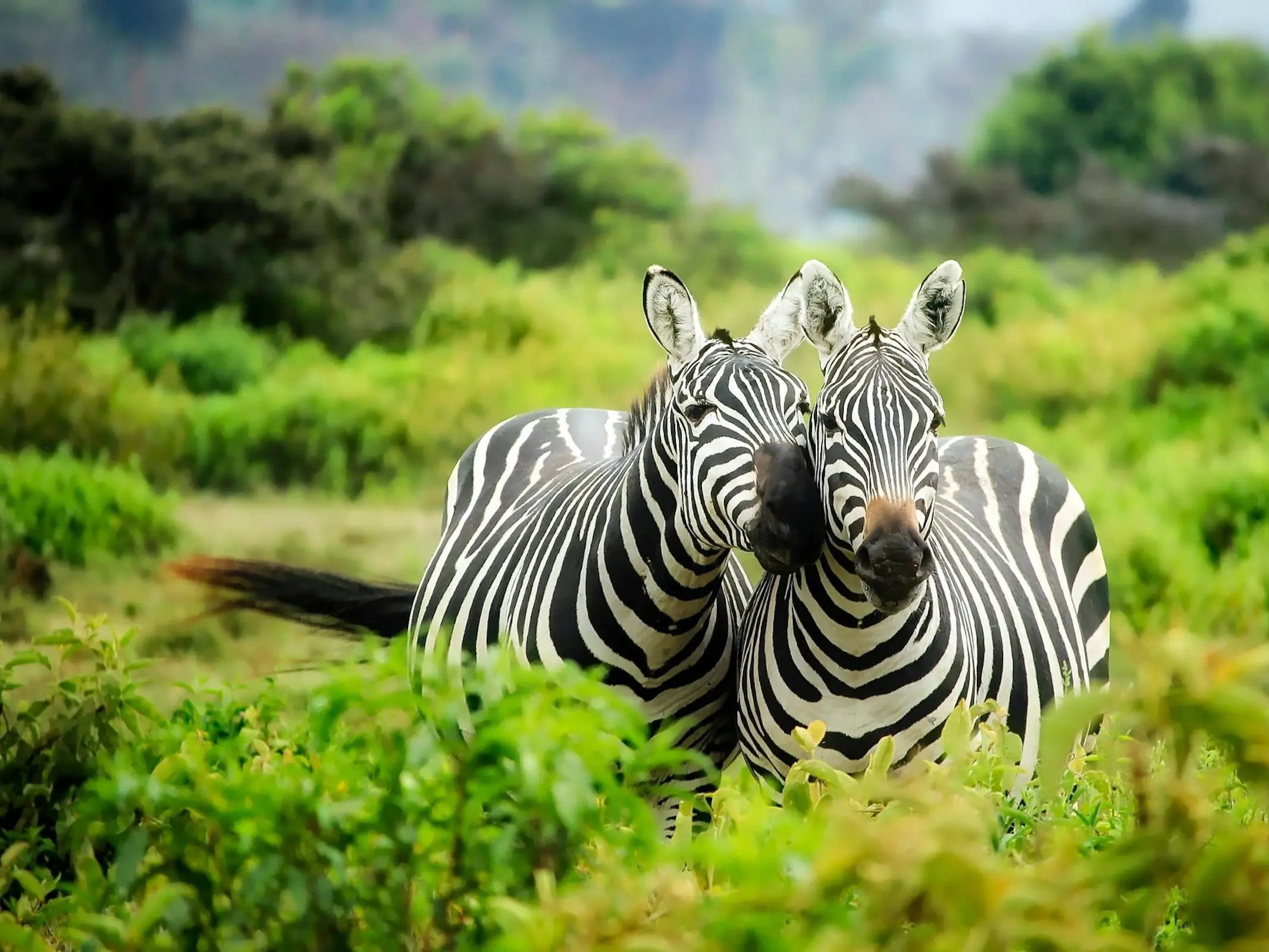 Mountain Zebra